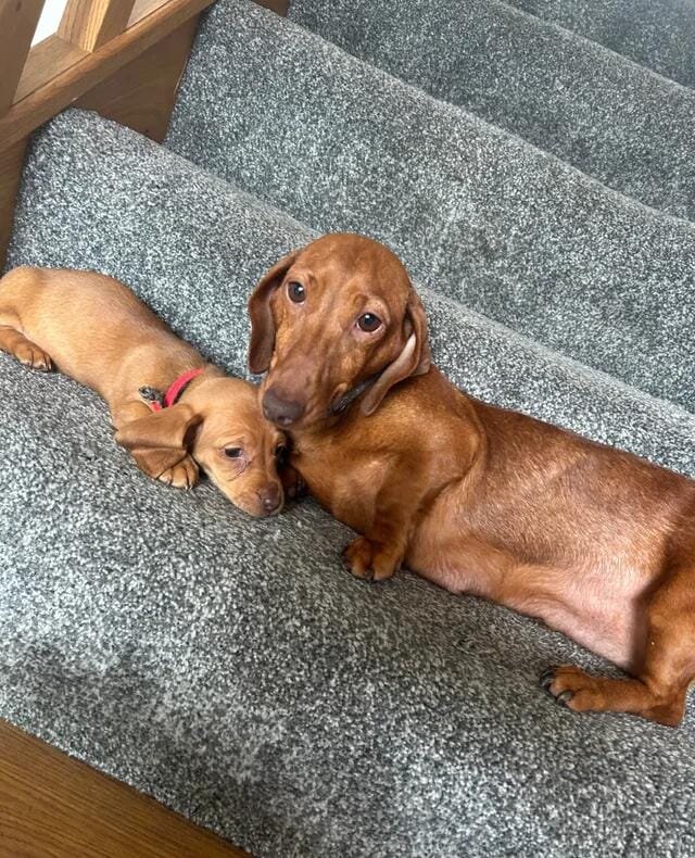 Beautiful Dachshund Puppies Miniature Dachshund image 8