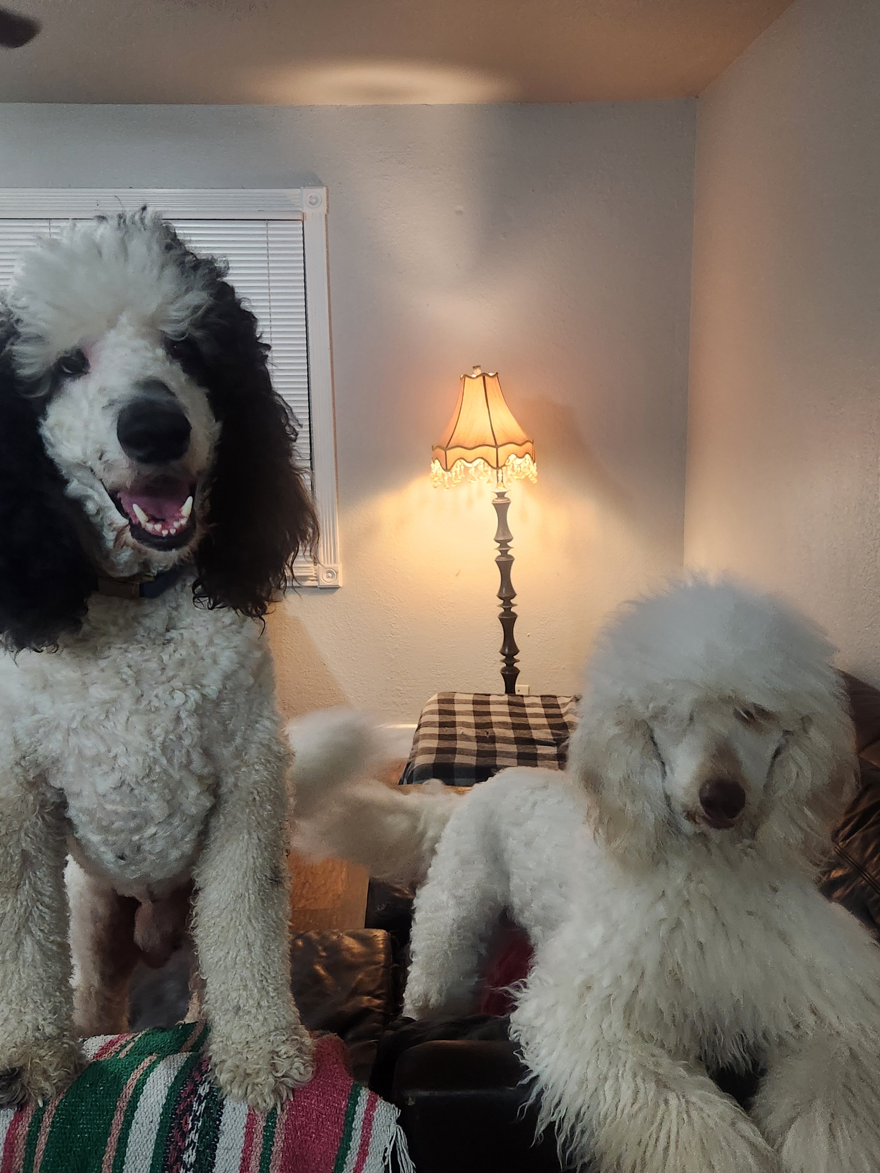 Standard Poodle Puppies image 10