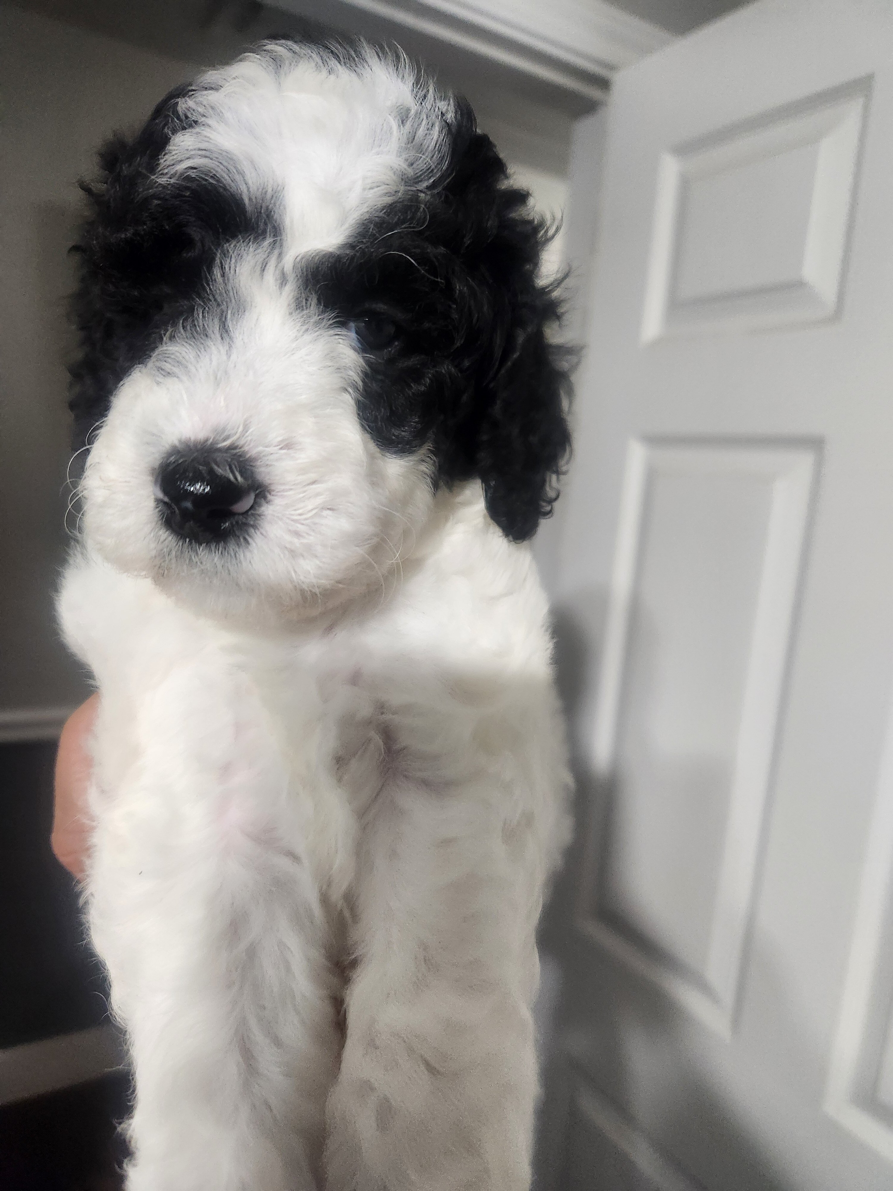 Standard Poodle Puppies image 7