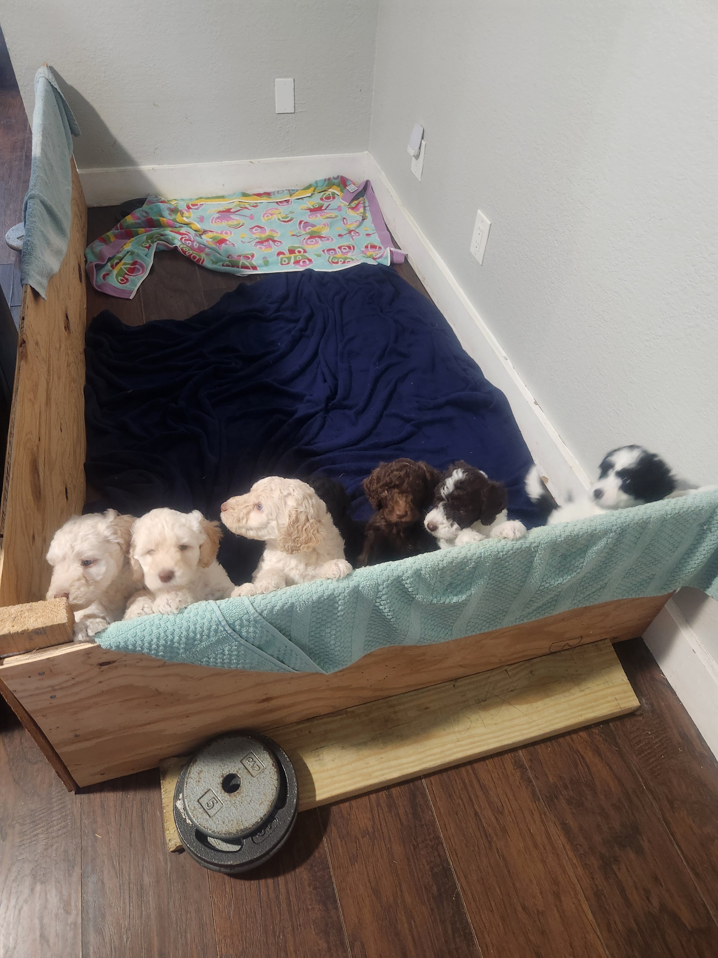 Standard Poodle Puppies image 5