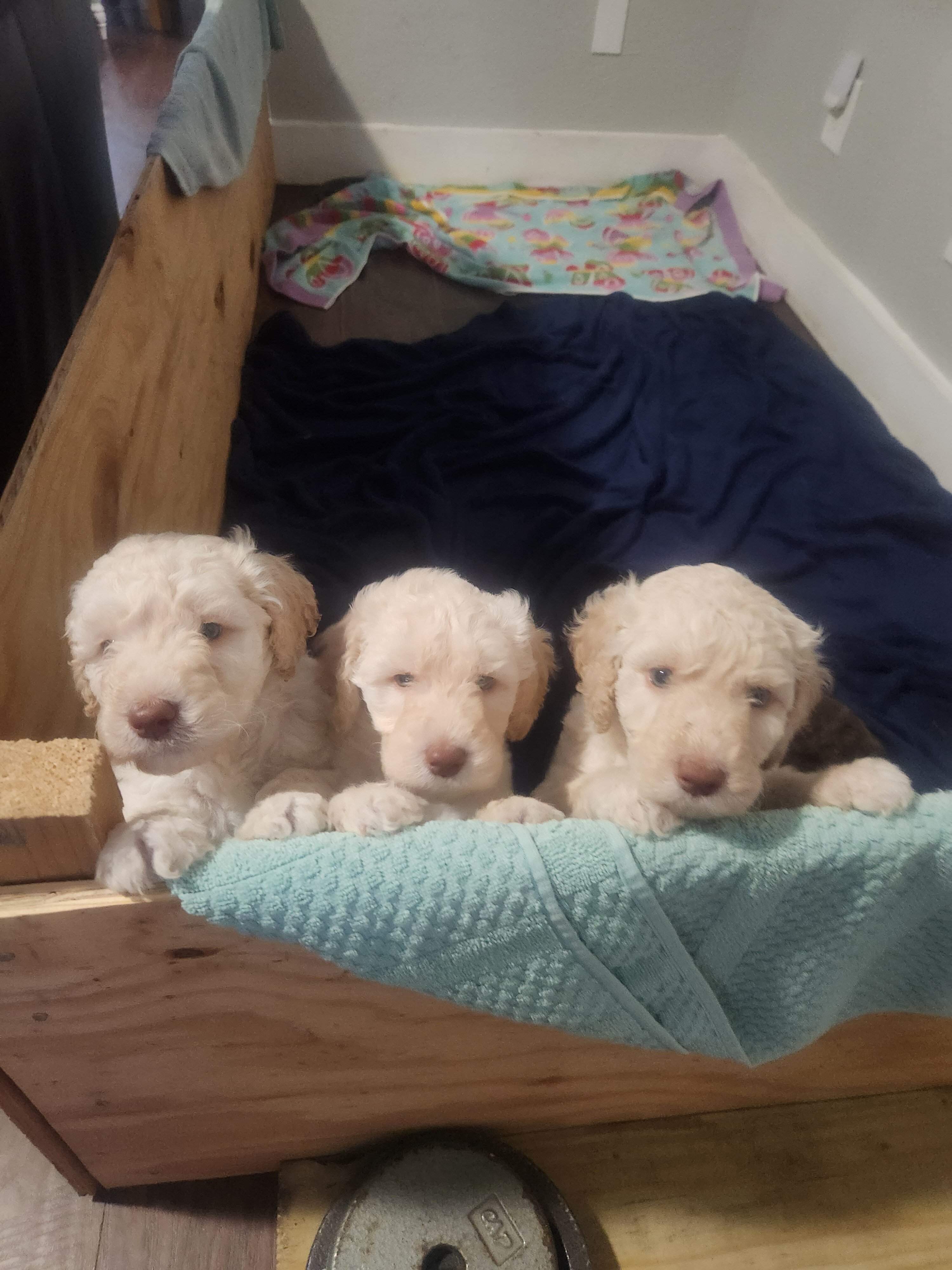 Standard Poodle Puppies image 3