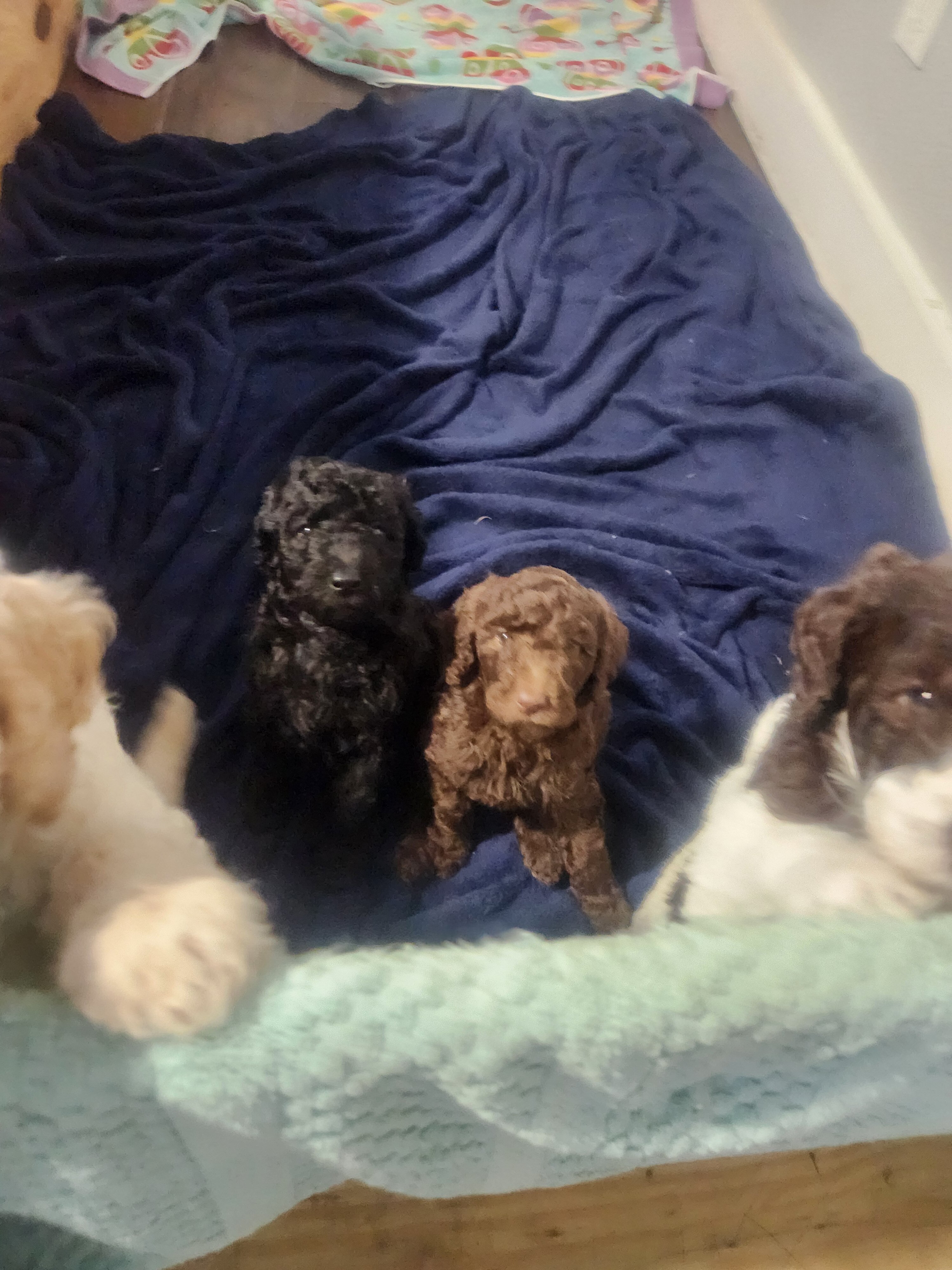 Standard Poodle Puppies image 2