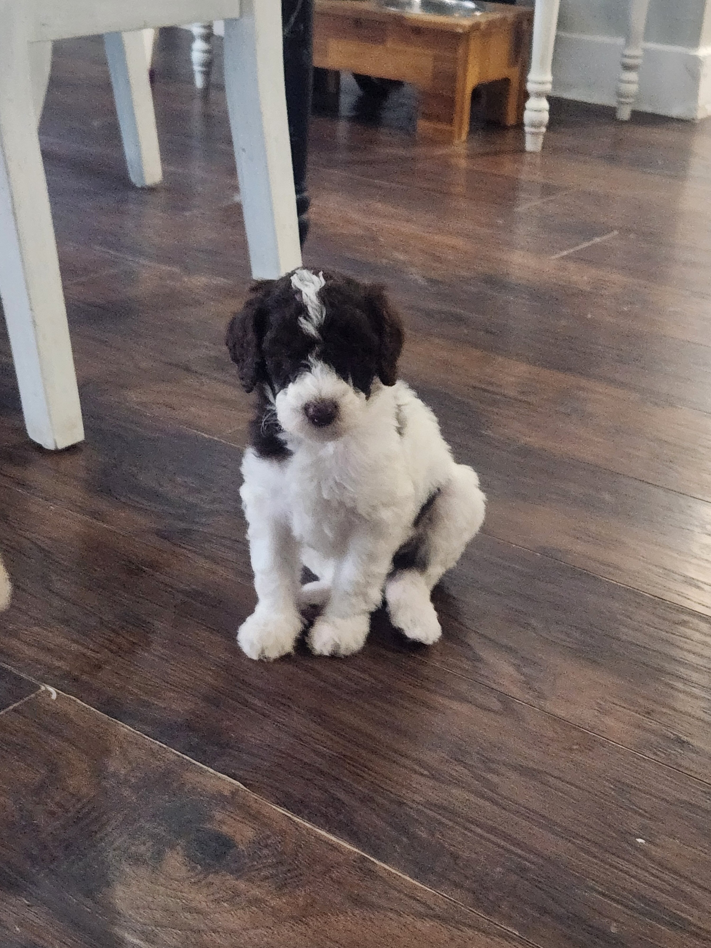 Standard Poodle Puppies image 1