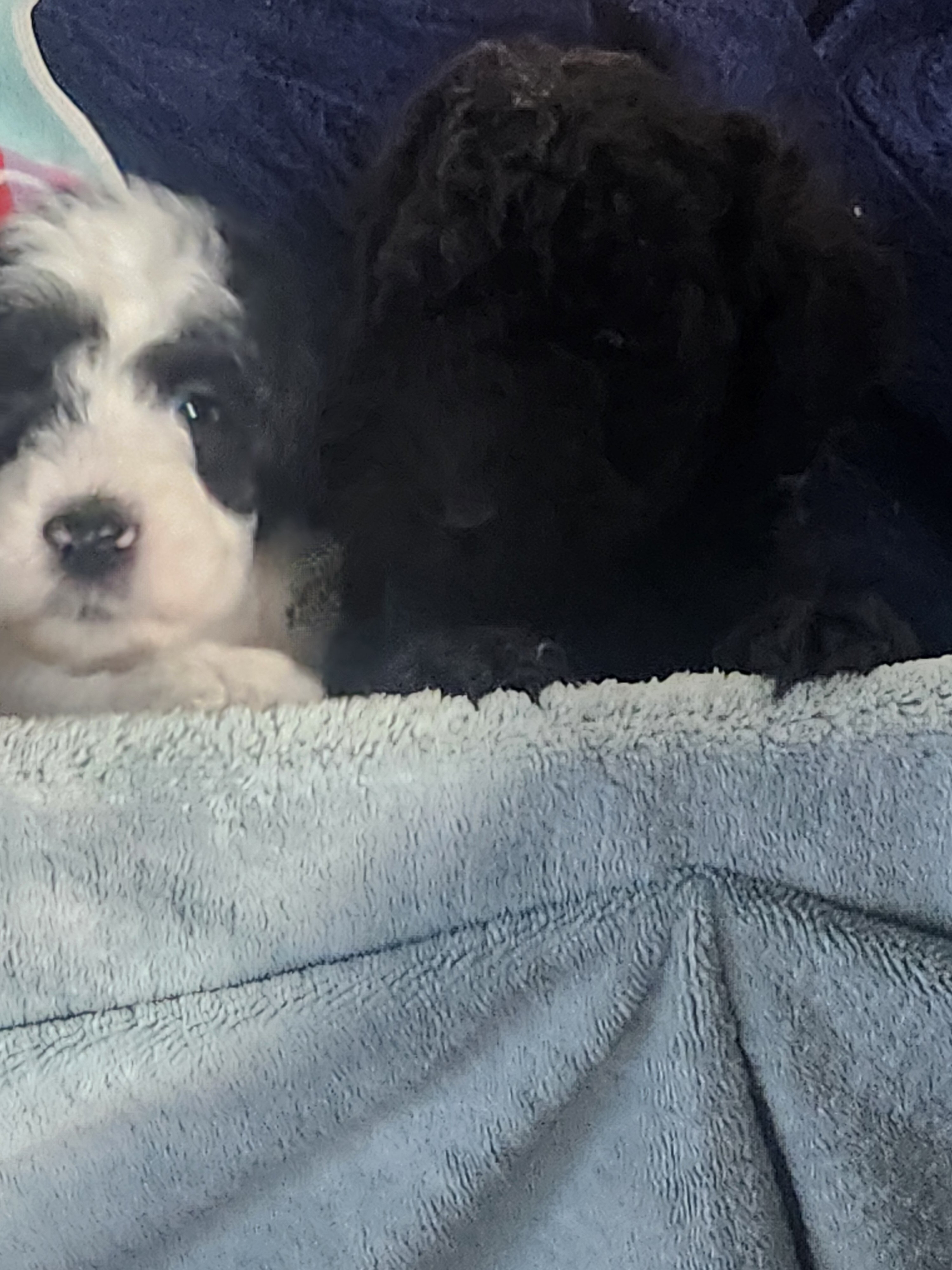 Standard Poodle Puppies image 8