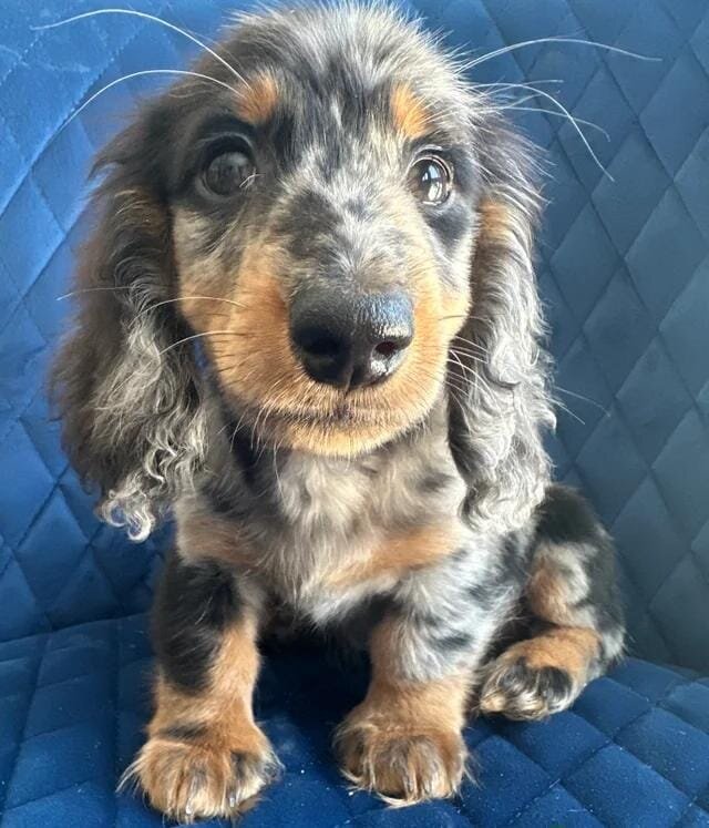 ✨👑MINI LONG HAIRED DACHSHUND👑✨KC ✨HEALTH TESTED image 2
