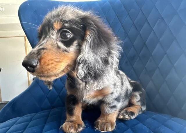 ✨👑MINI LONG HAIRED DACHSHUND👑✨KC ✨HEALTH TESTED image 3