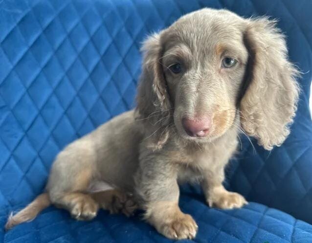 ✨👑MINI LONG HAIRED DACHSHUND👑✨KC ✨HEALTH TESTED image 1