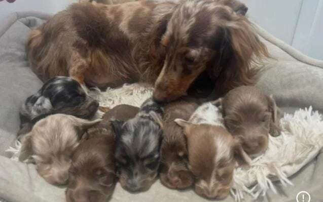 ✨👑MINI LONG HAIRED DACHSHUND👑✨KC ✨HEALTH TESTED image 6