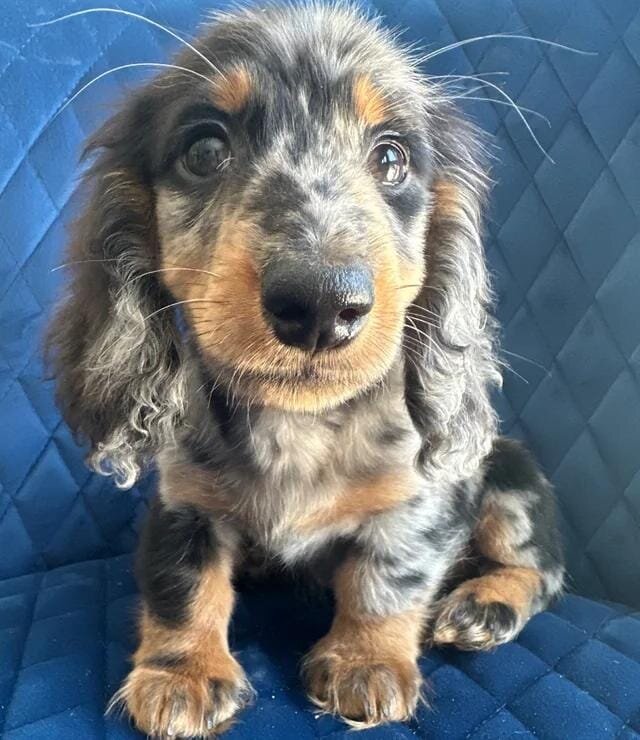 ✨👑MINI LONG HAIRED DACHSHUND👑✨KC ✨HEALTH TESTED image 4