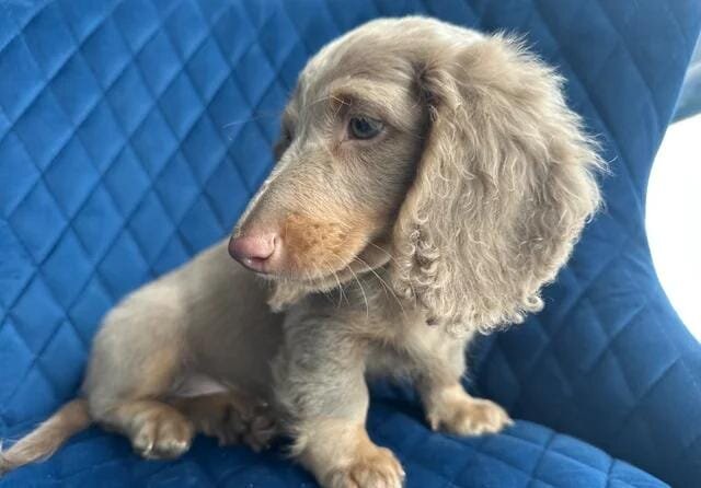 ✨👑MINI LONG HAIRED DACHSHUND👑✨KC ✨HEALTH TESTED image 5