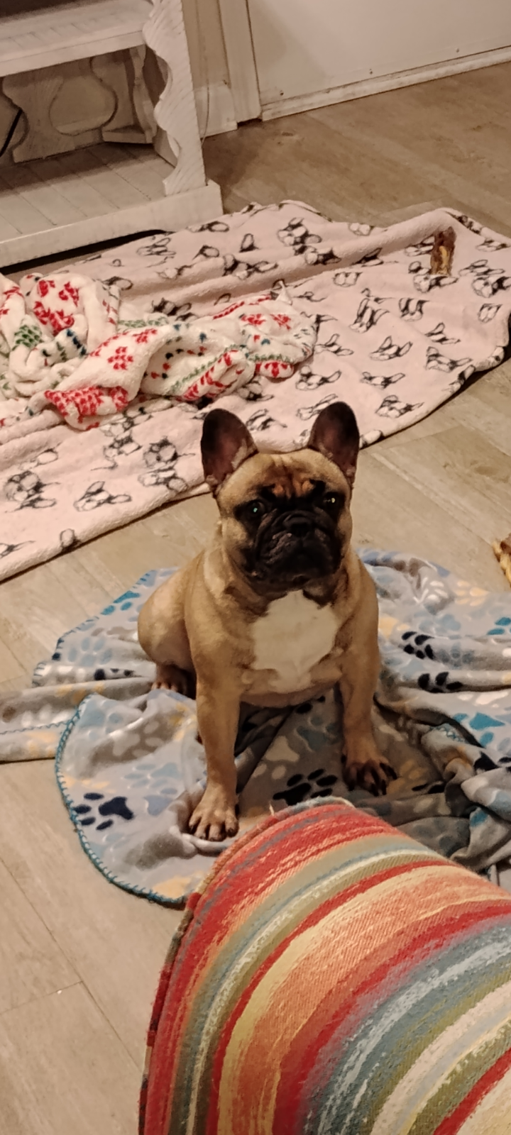 French Bulldog image 2
