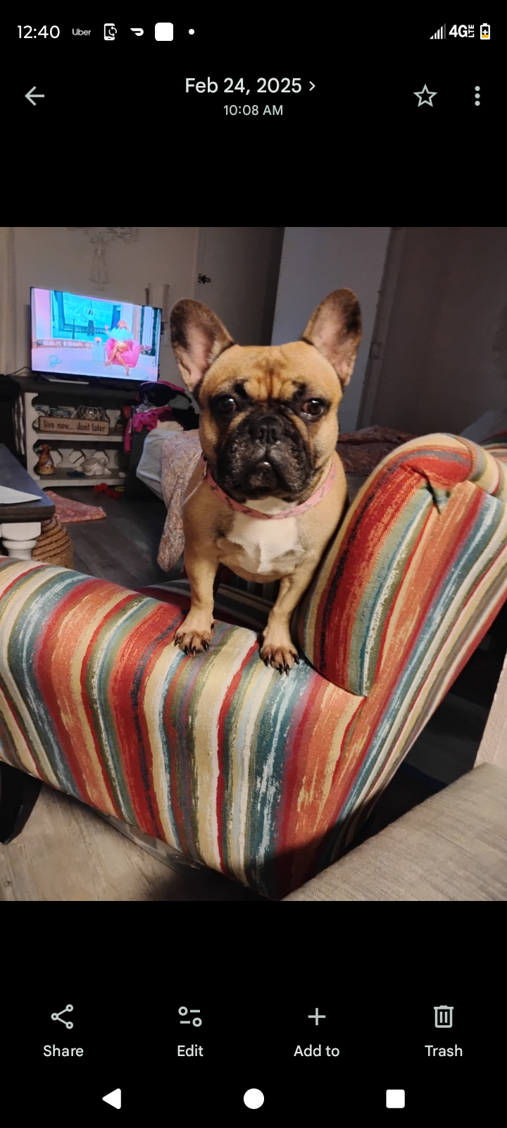 French Bulldog image 1
