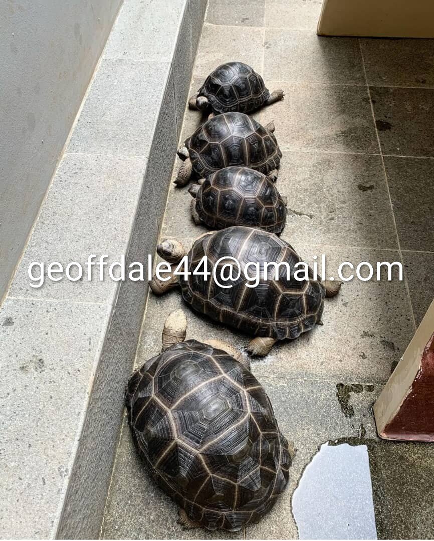 Captive bred tortoises ready for new homes image 2