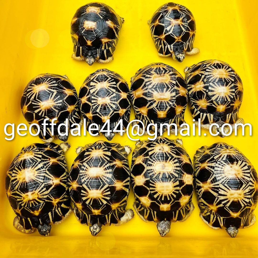 Captive bred tortoises ready for new homes image 1