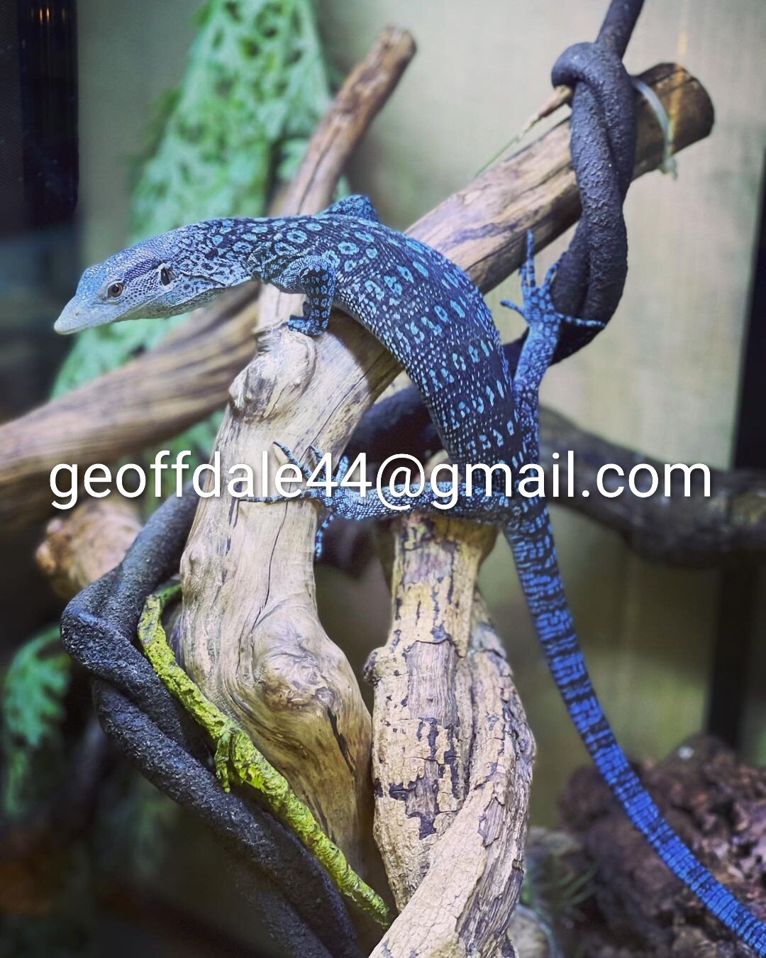 Bllue tree monitors, green tree monitors available image 1