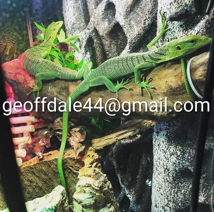 Bllue tree monitors, green tree monitors available image 4