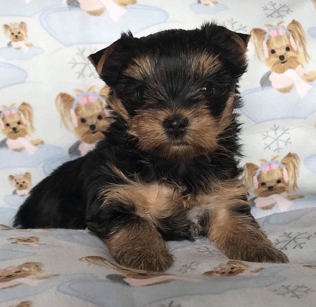 Beautiful Yorkshire puppies for adoption image 8