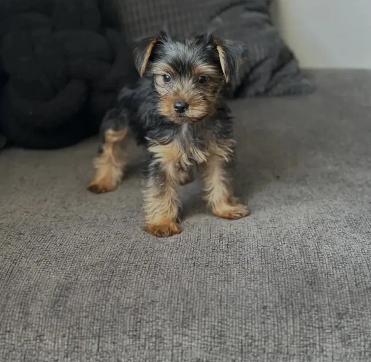 Beautiful Yorkshire puppies for adoption image 7