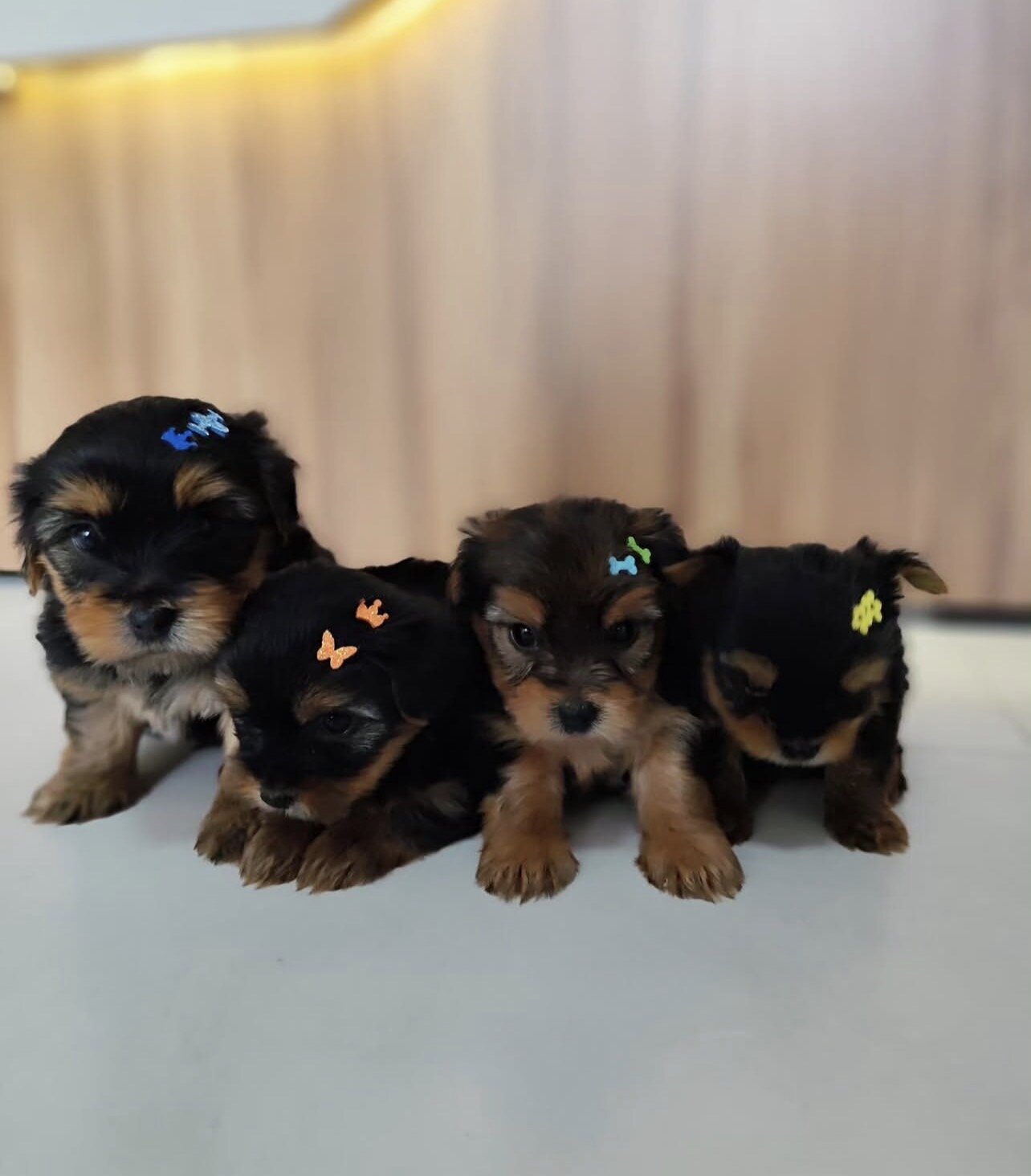 Beautiful Yorkshire puppies for adoption image 6