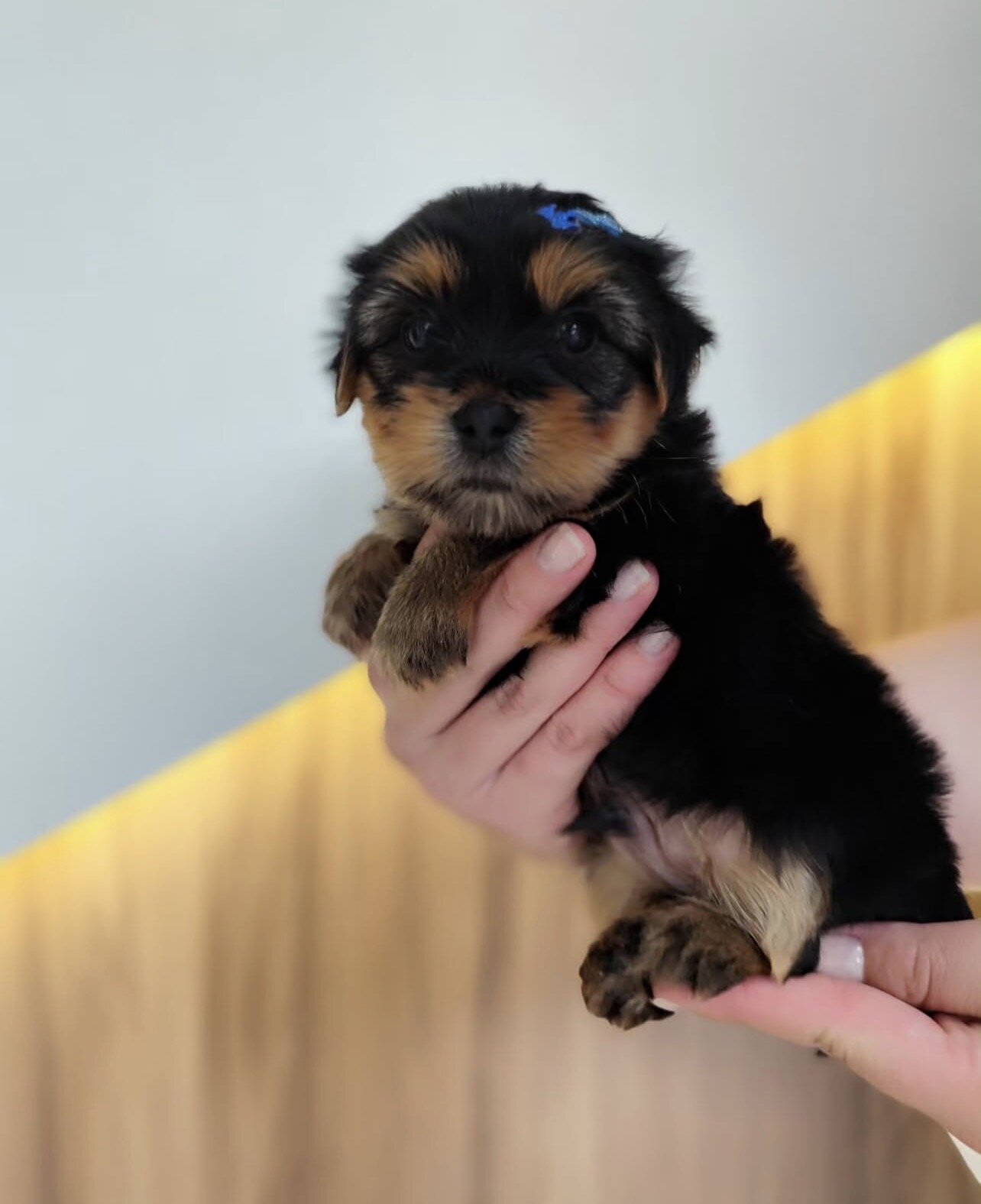 Beautiful Yorkshire puppies for adoption image 5