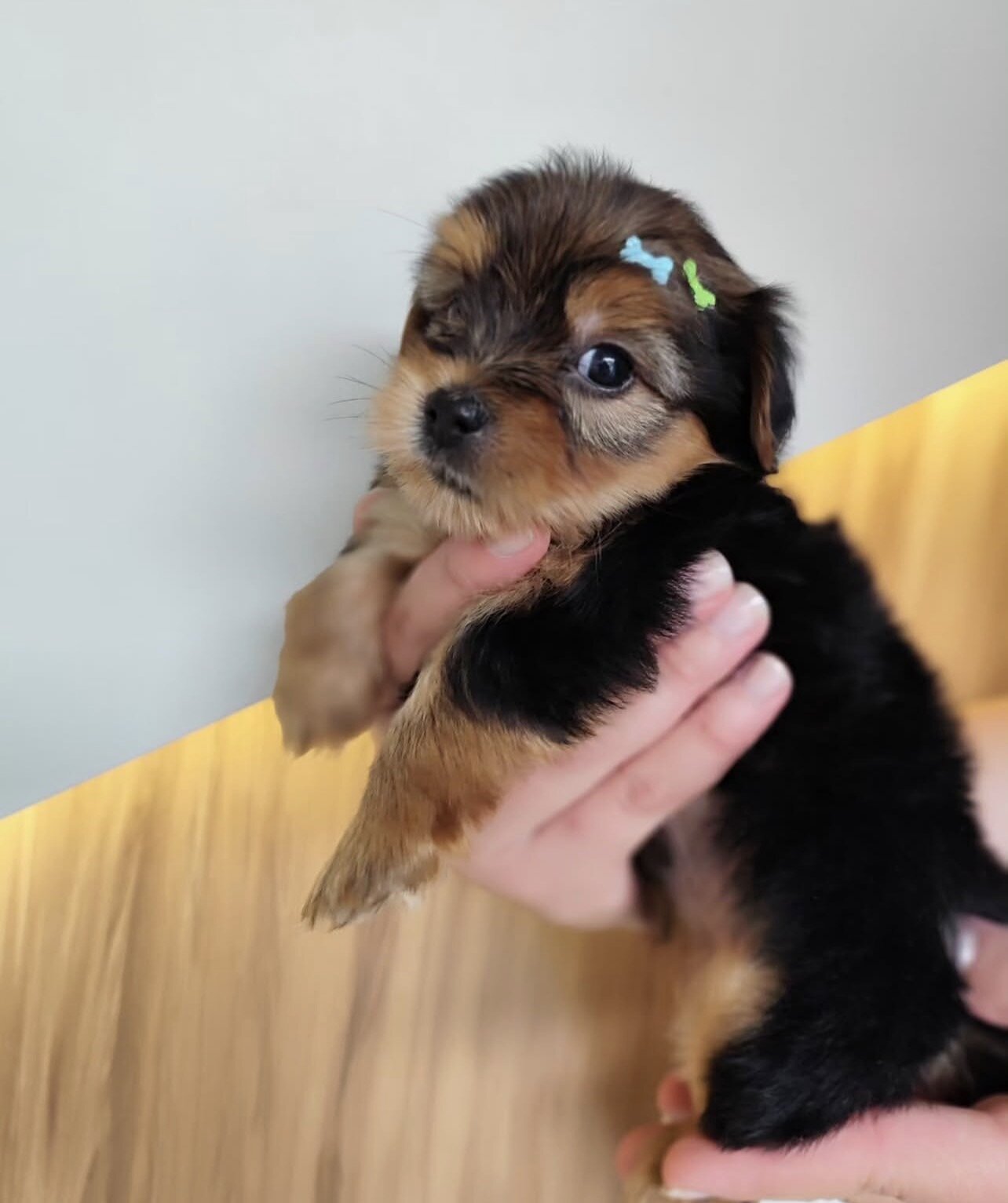 Beautiful Yorkshire puppies for adoption image 4