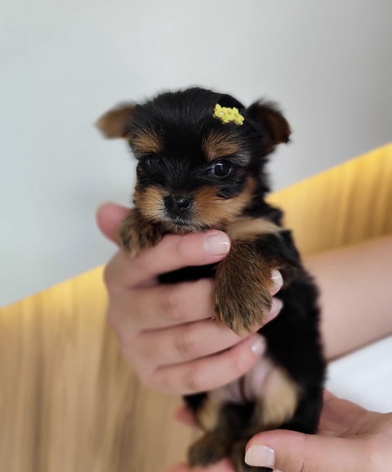 Beautiful Yorkshire puppies for adoption image 3