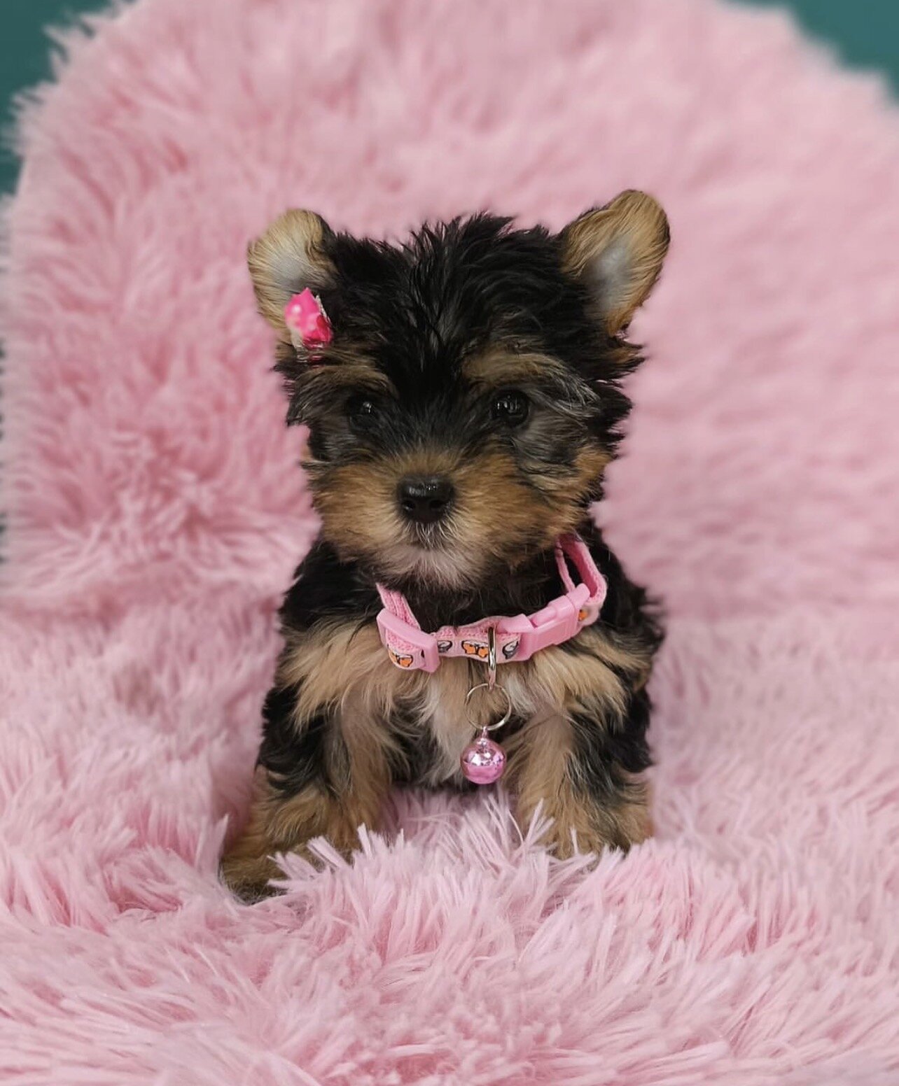 Beautiful Yorkshire puppies for adoption image 1