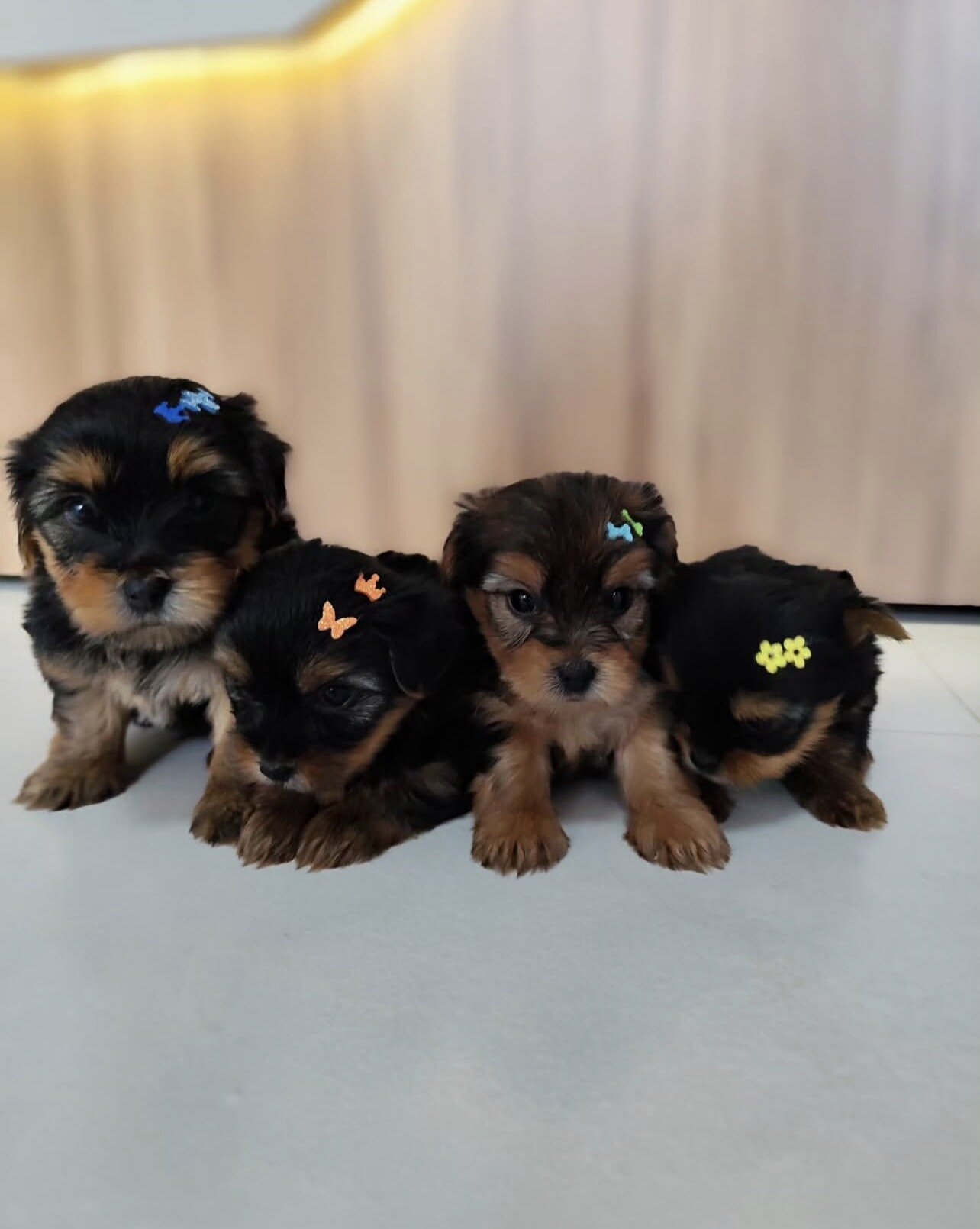 Beautiful Yorkshire Puppies image 6