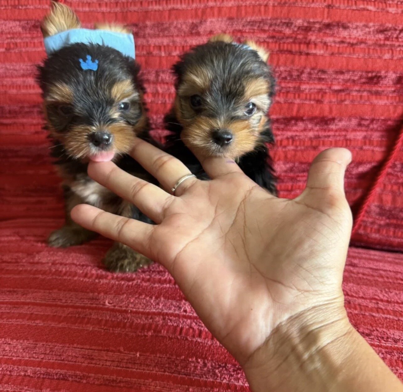 Beautiful Yorkshire Puppies image 1