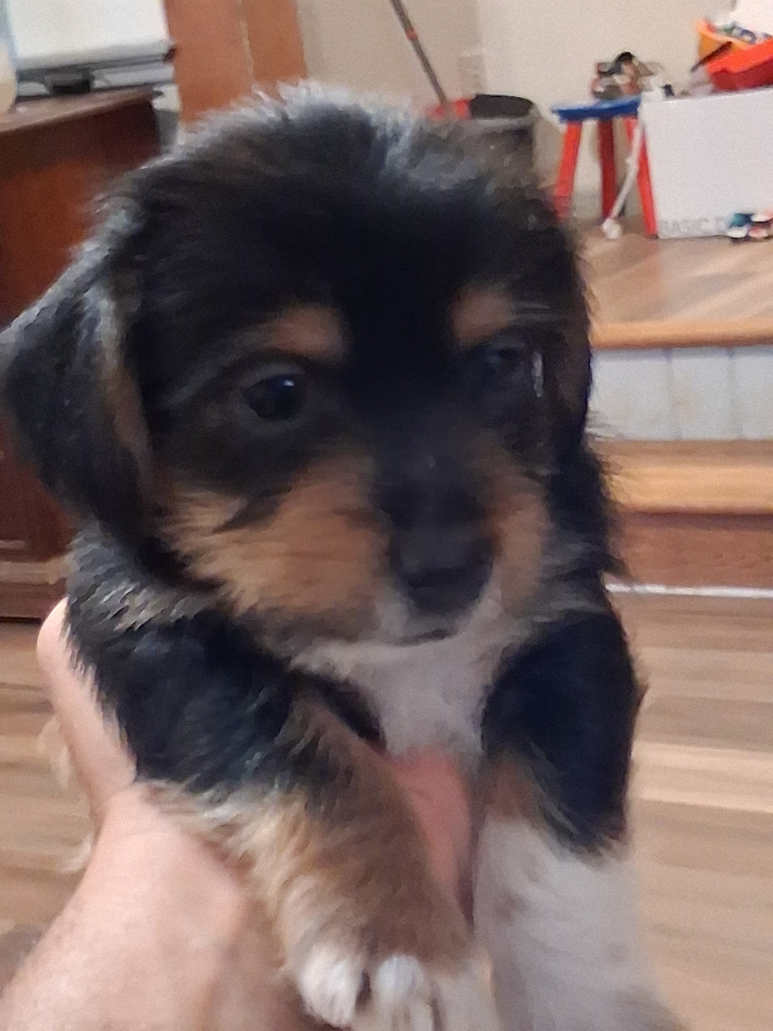 8 week old Dorkies image 4