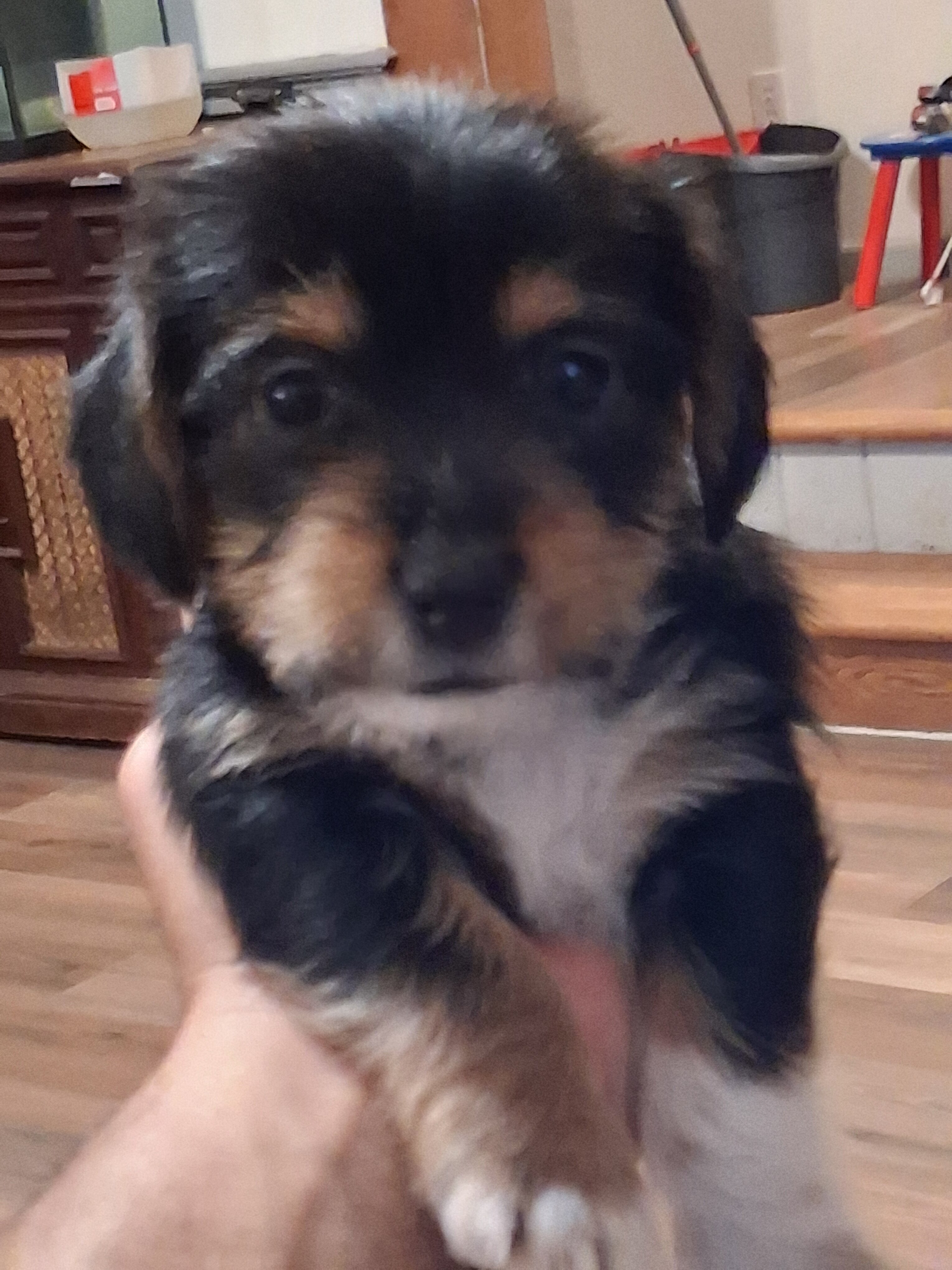 8 week old Dorkies image 1