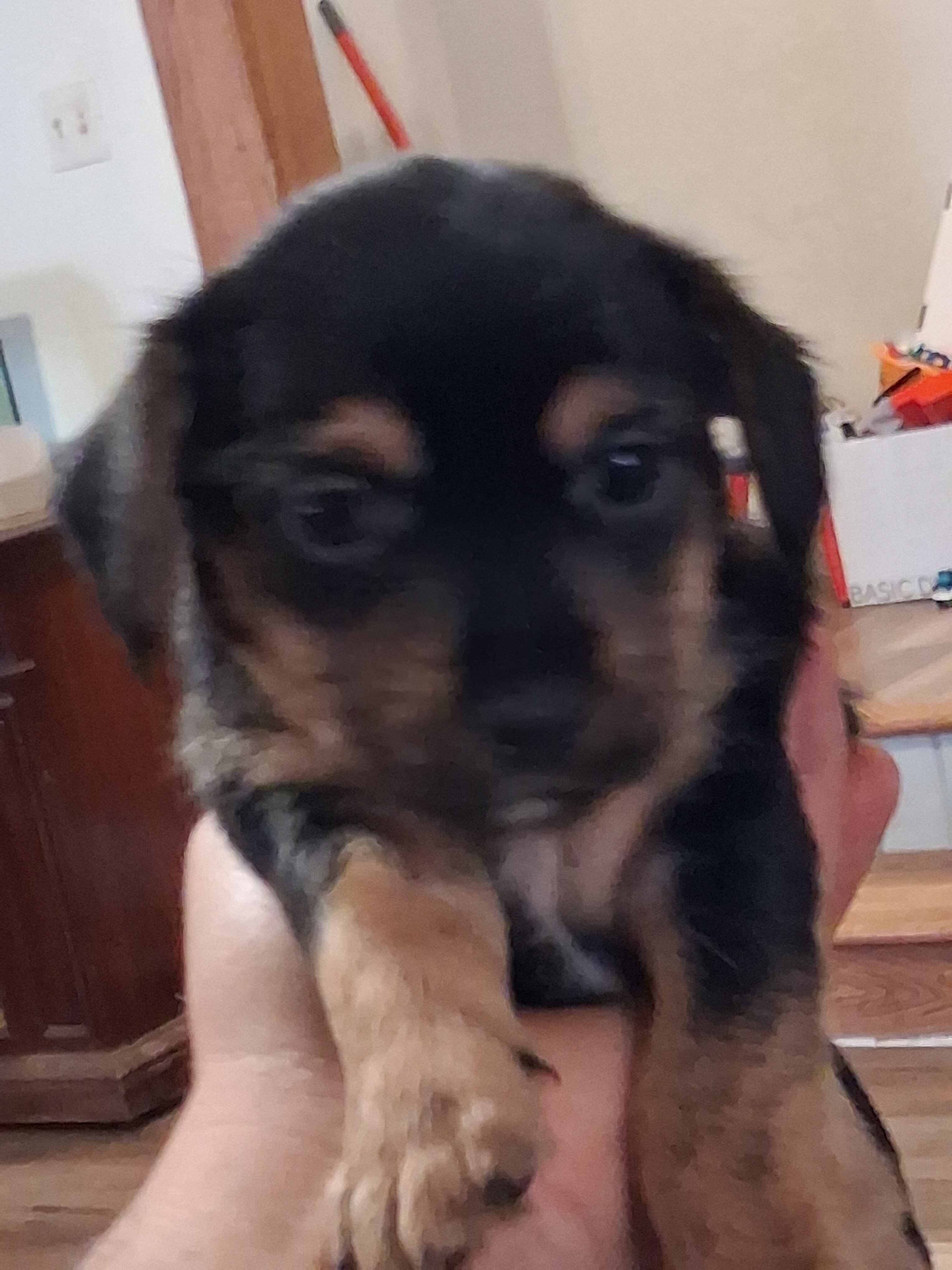 8 week old Dorkies image 2