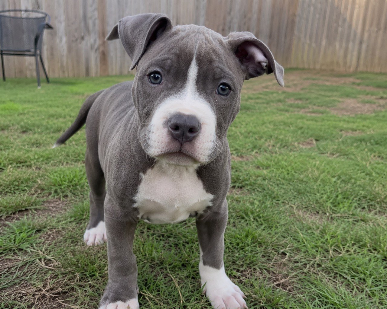 Welcome! I’m a lifelong dog lover dedicated to hel image 1