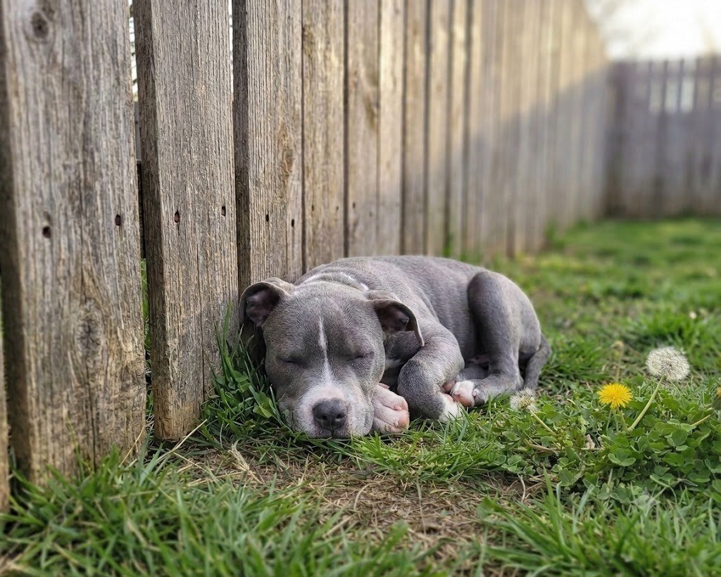 Welcome! I’m a lifelong dog lover dedicated to hel image 3