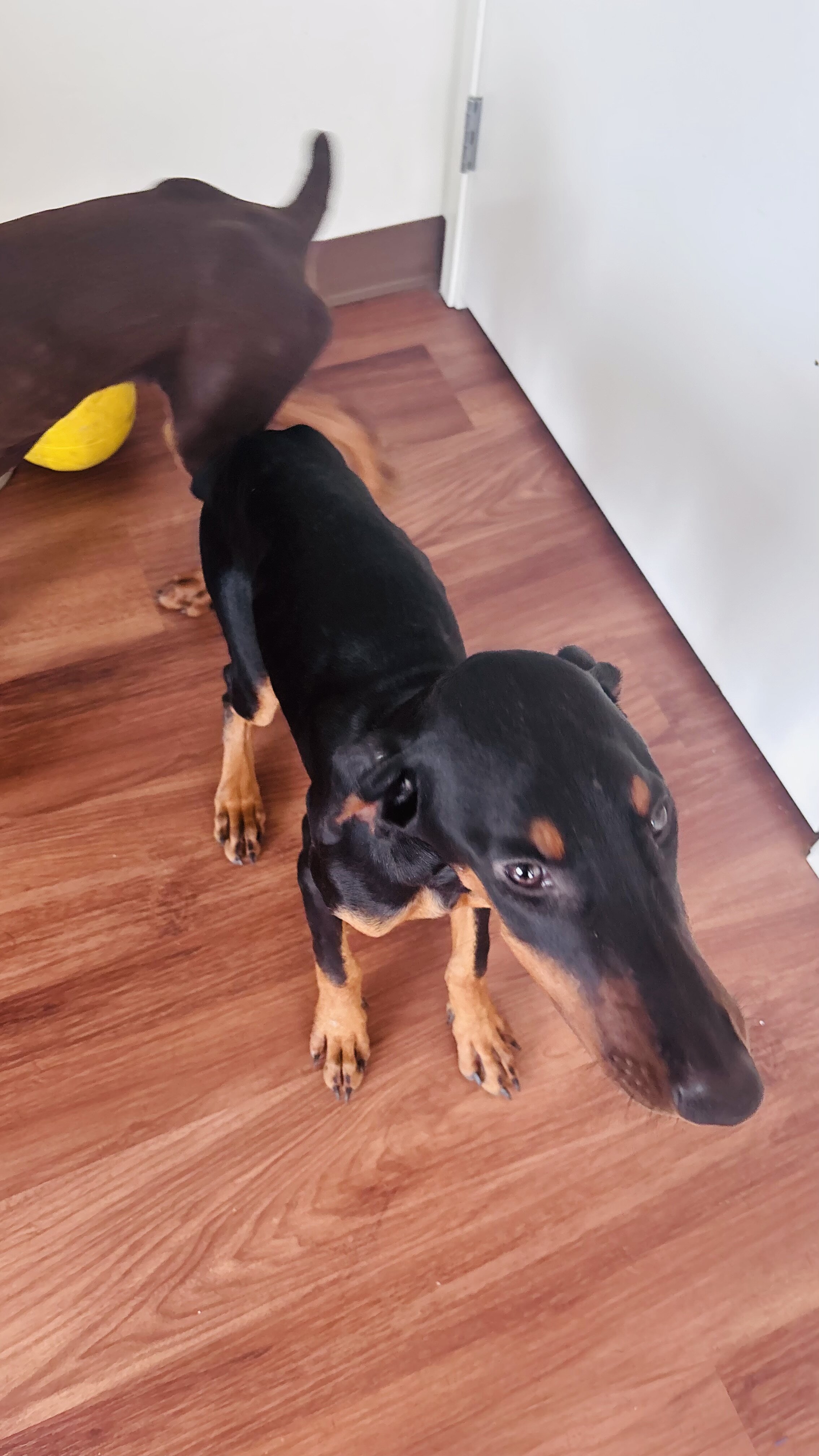 Doberman Pincher Puppies image 1