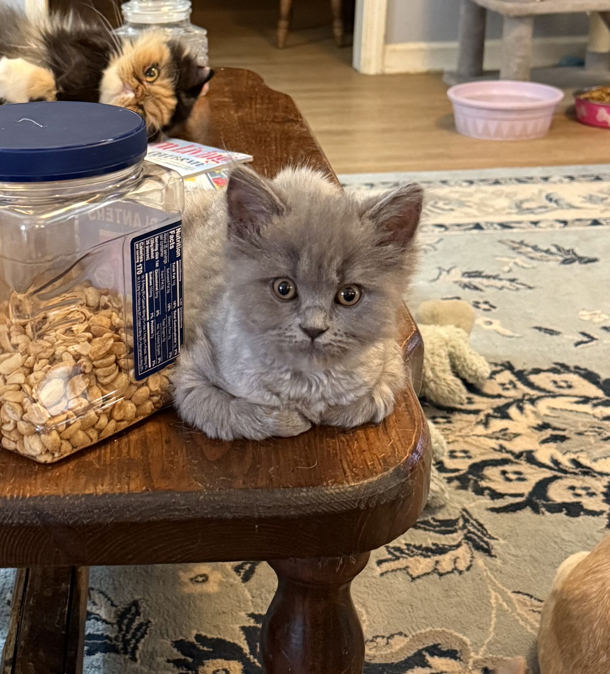 CFA Male Blue Persian kitten image 1