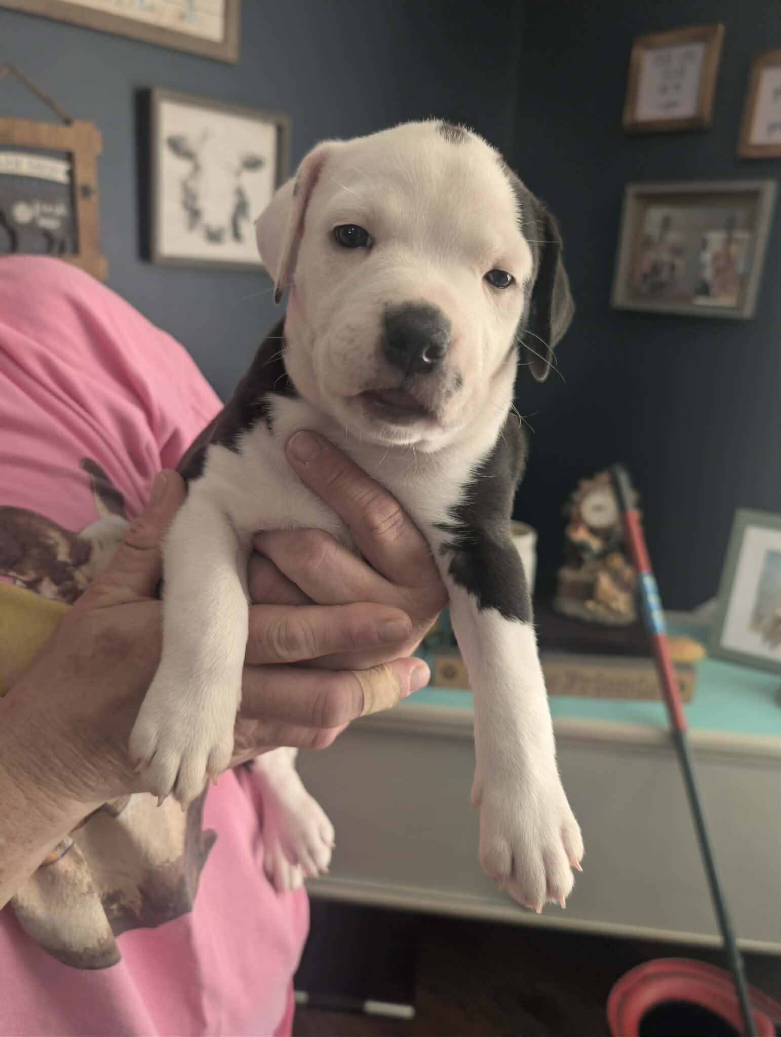 Grey pit puppies image 6