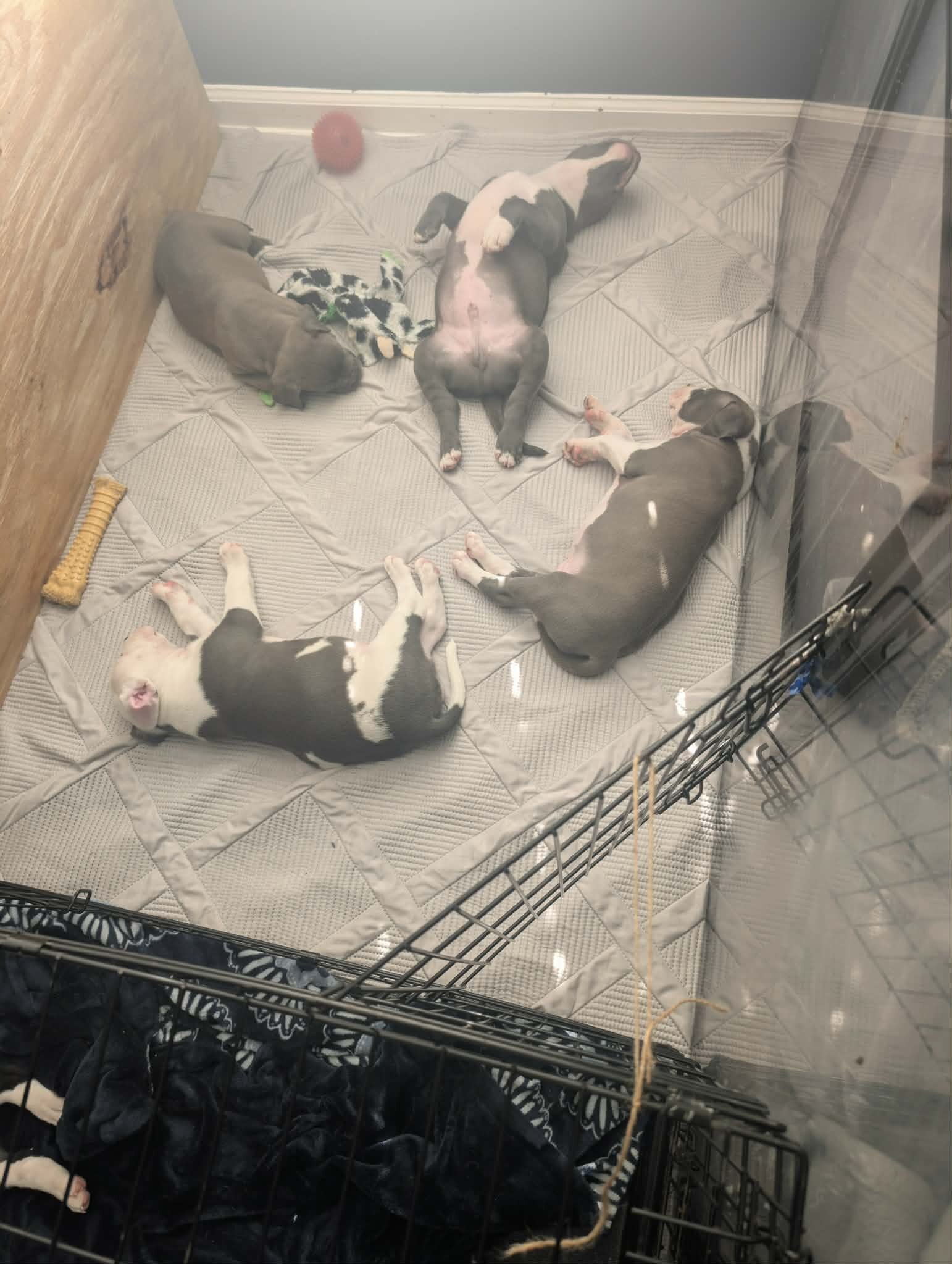 Grey pit puppies image 5