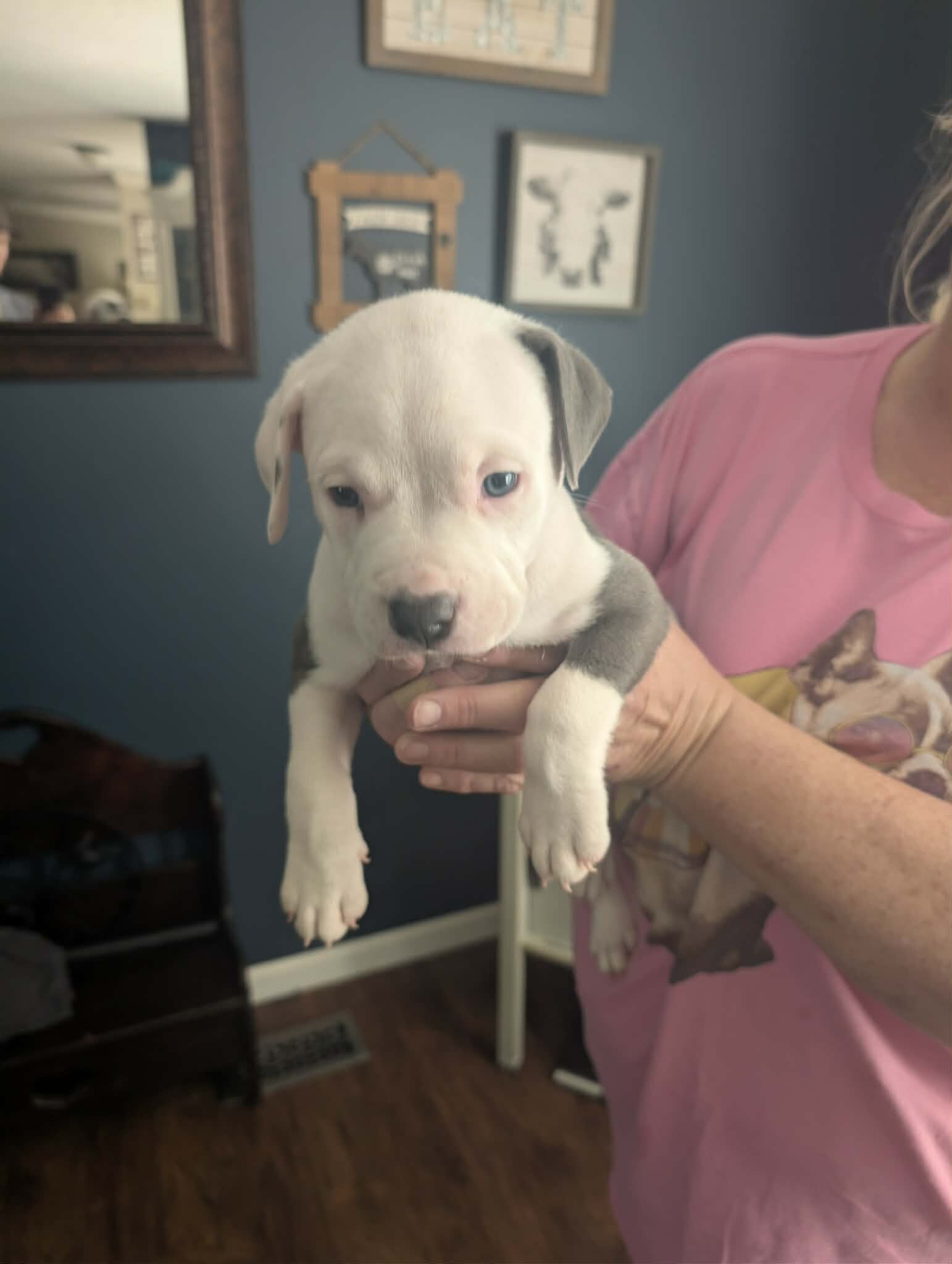 Grey pit puppies image 4
