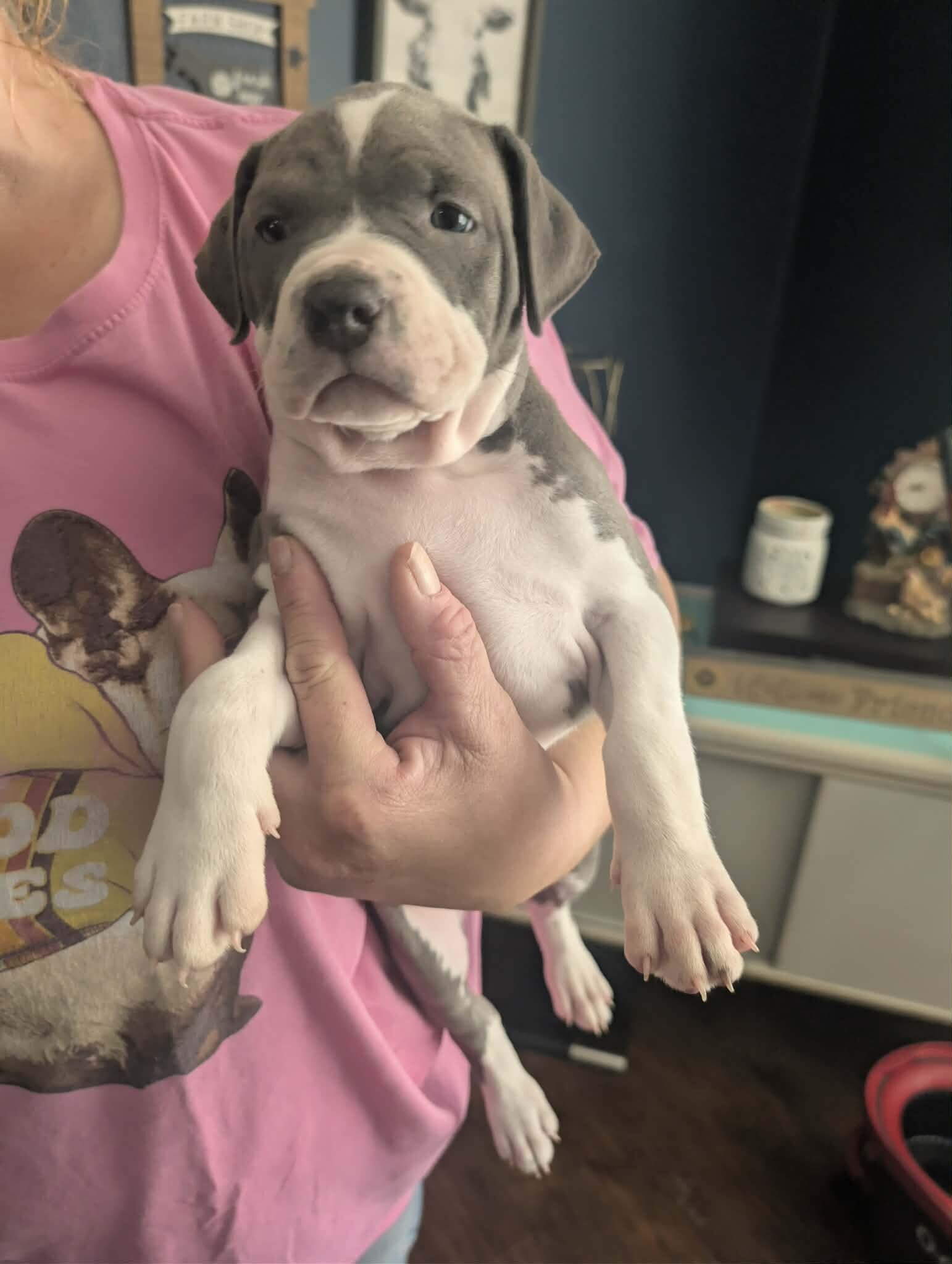 Grey pit puppies image 3