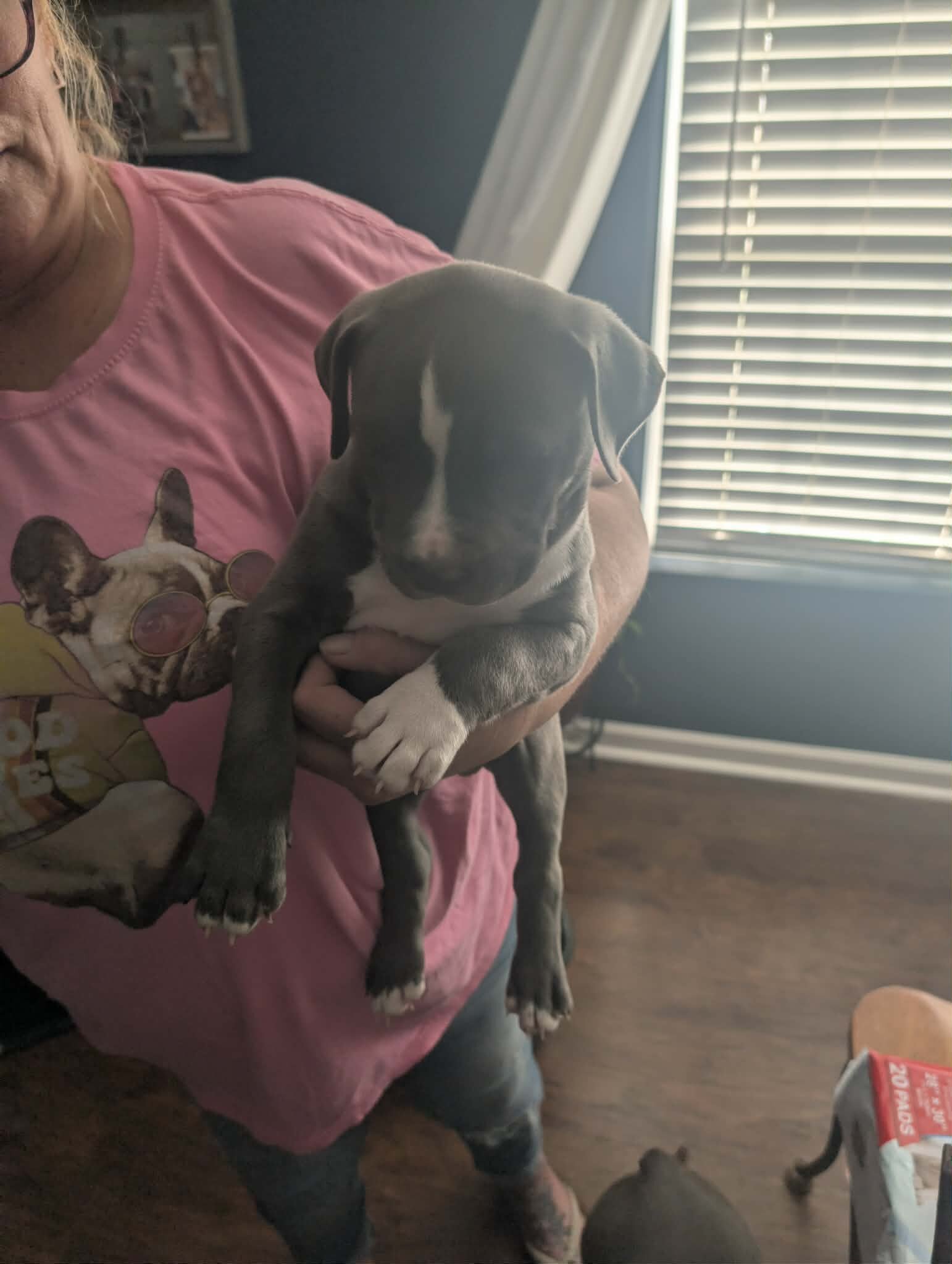 Grey pit puppies image 2