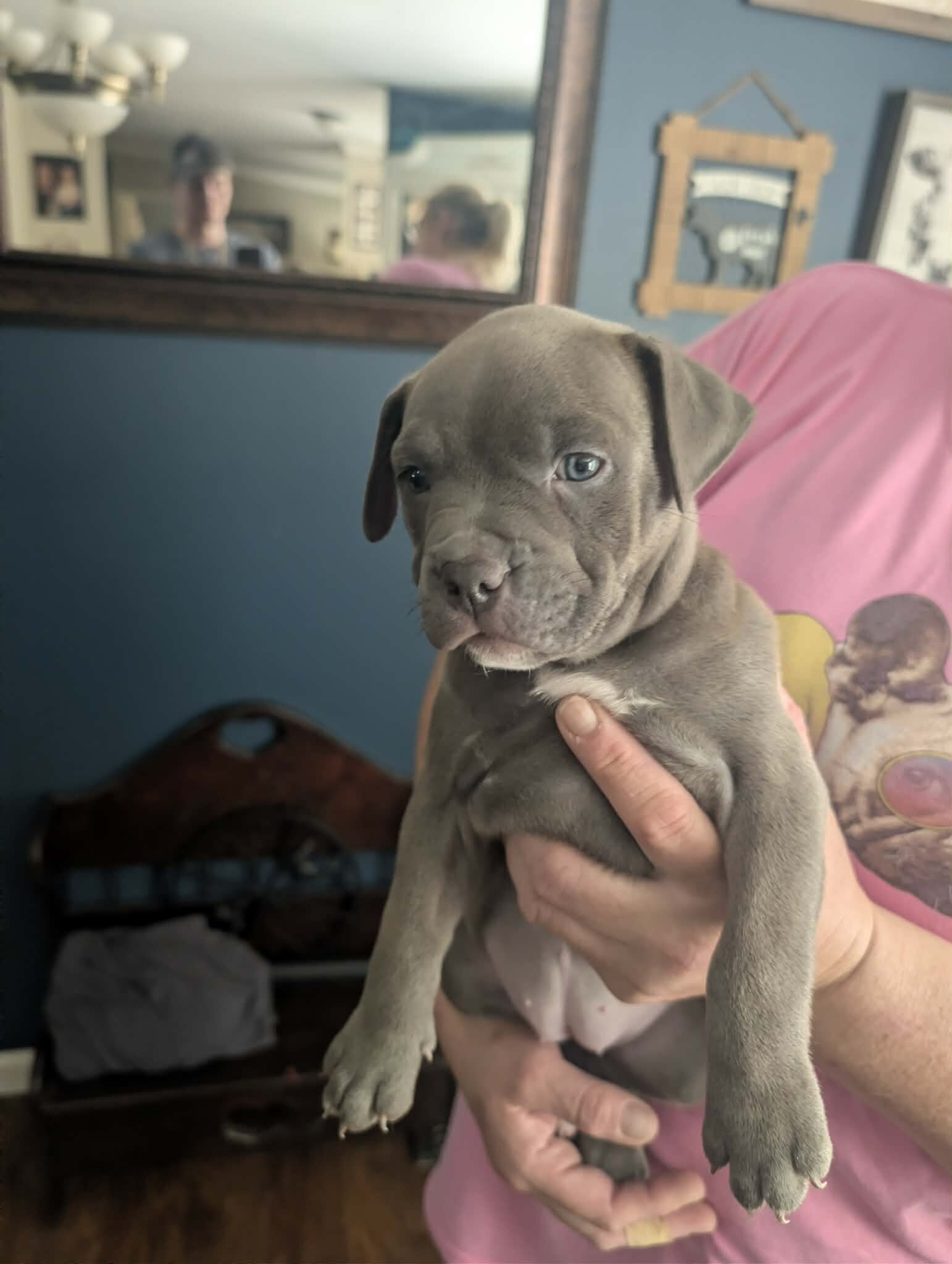 Grey pit puppies image 1