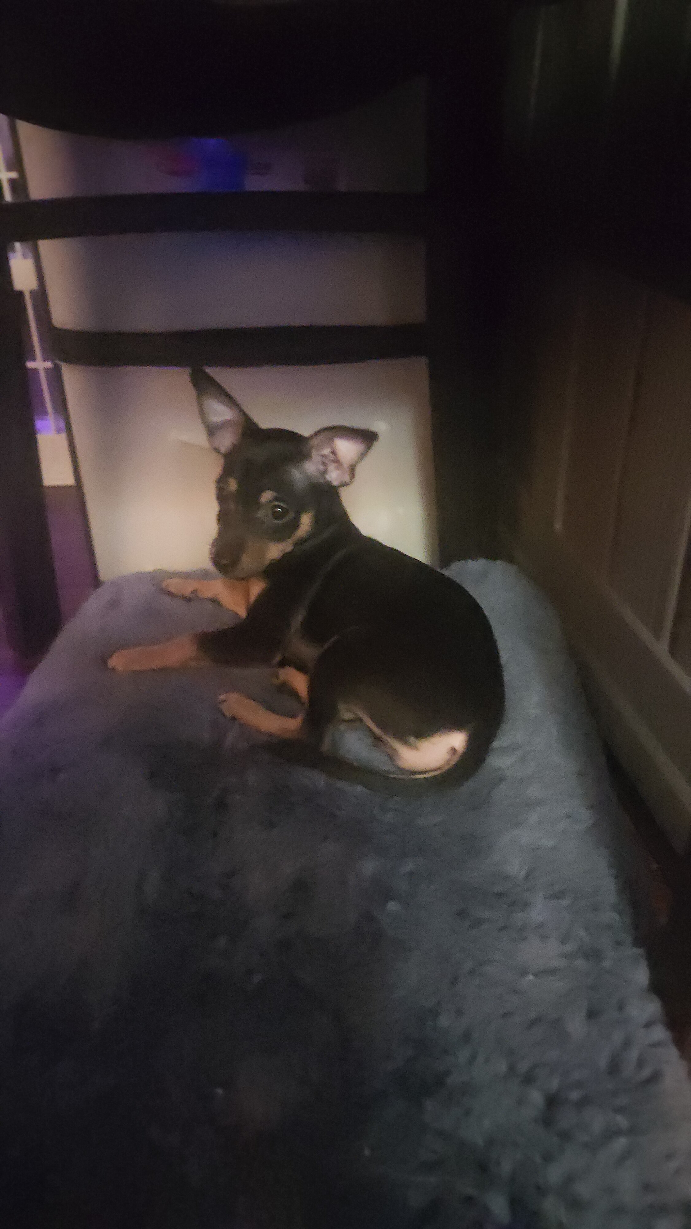 Chihuahua Puppy image 1