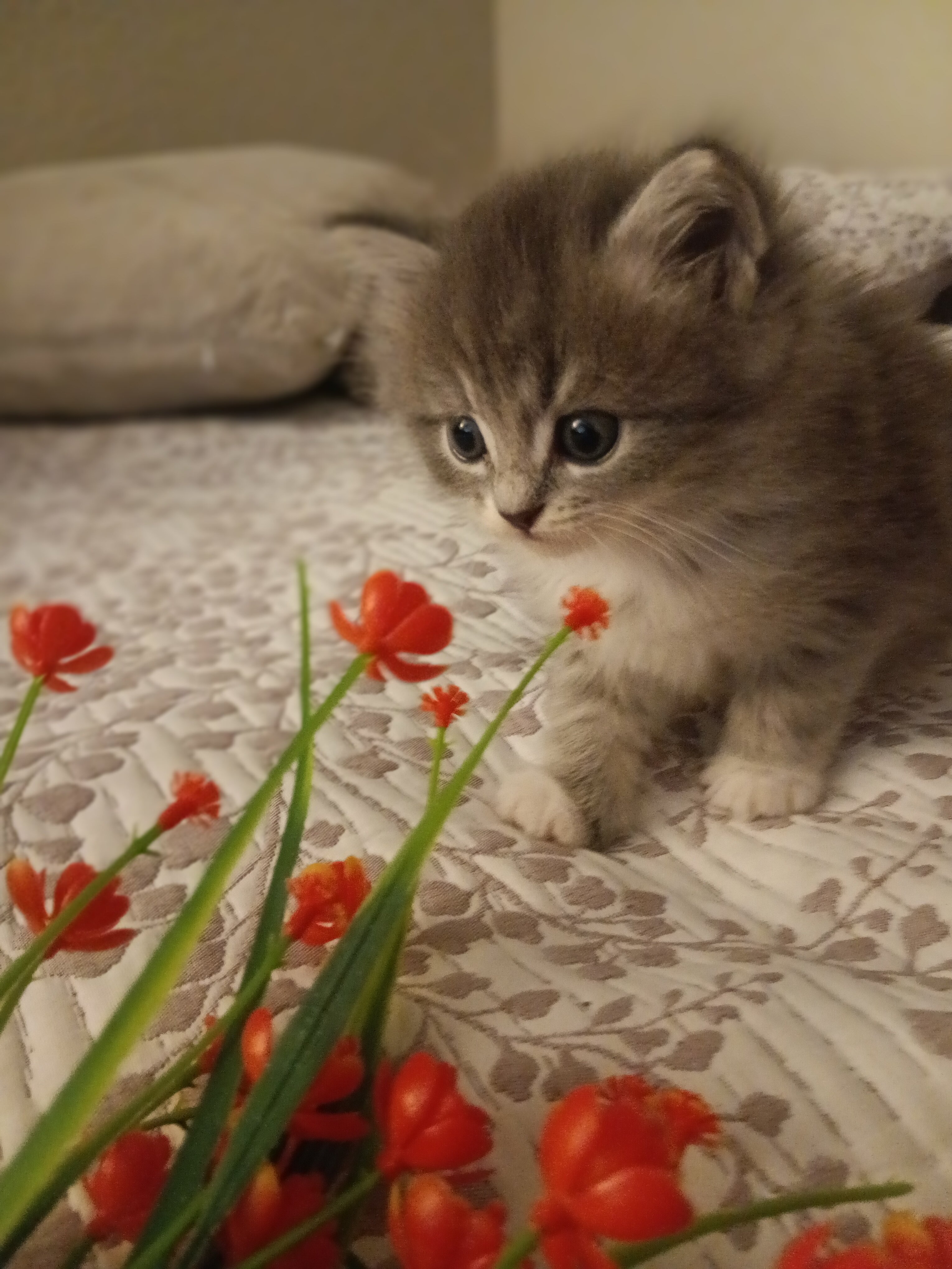 Cuddly Kittens image 1