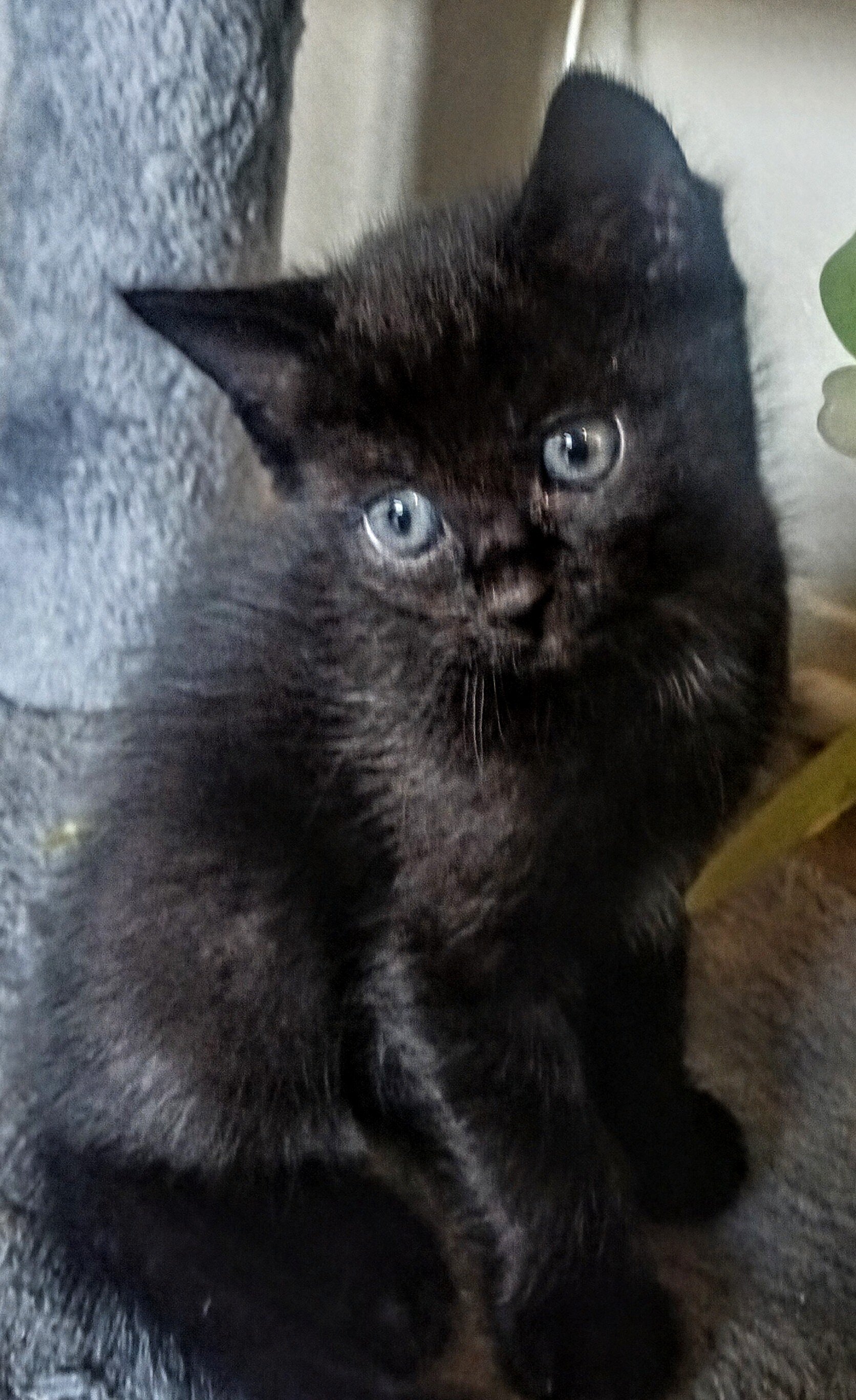 Cuddly Kittens image 5