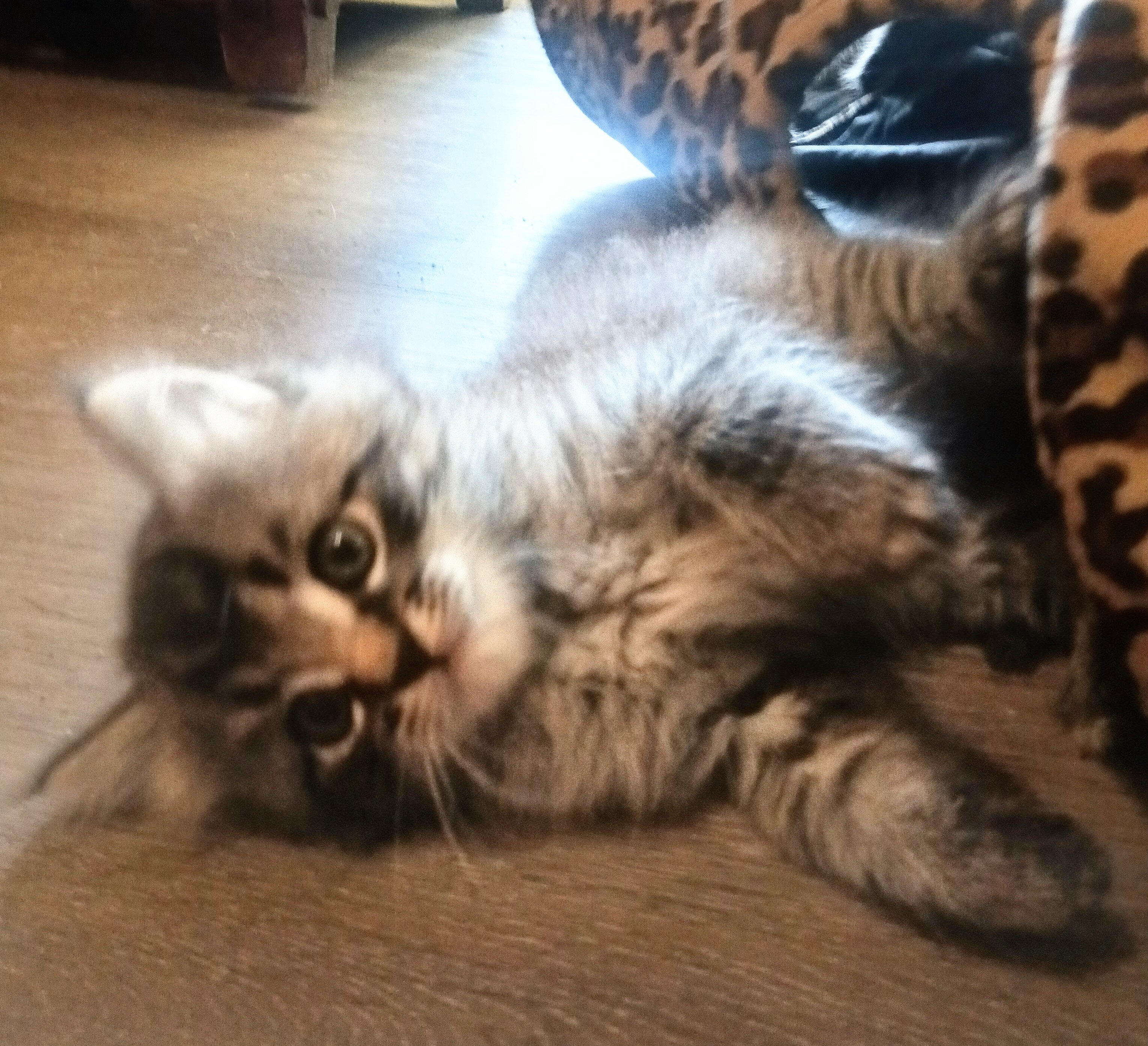 Cuddly Kittens image 4