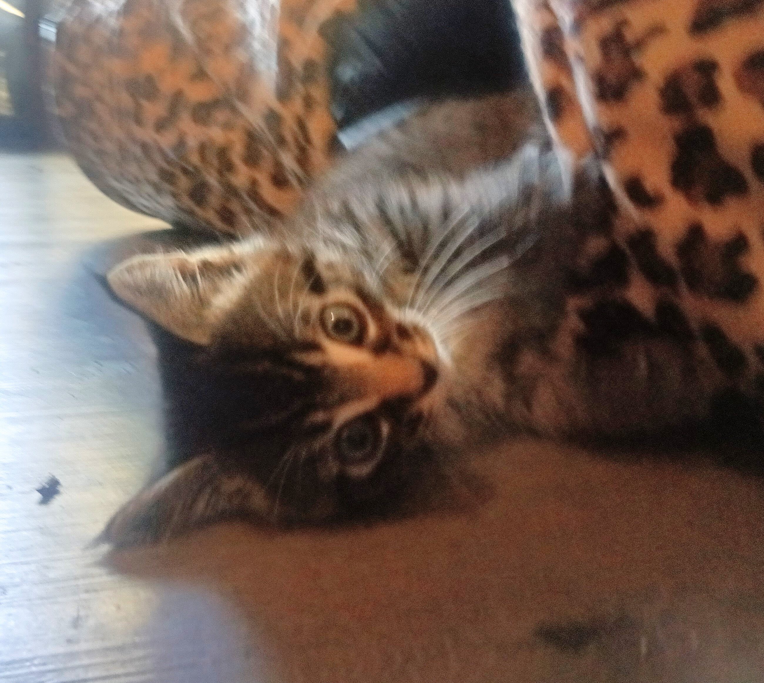 Cuddly Kittens image 3