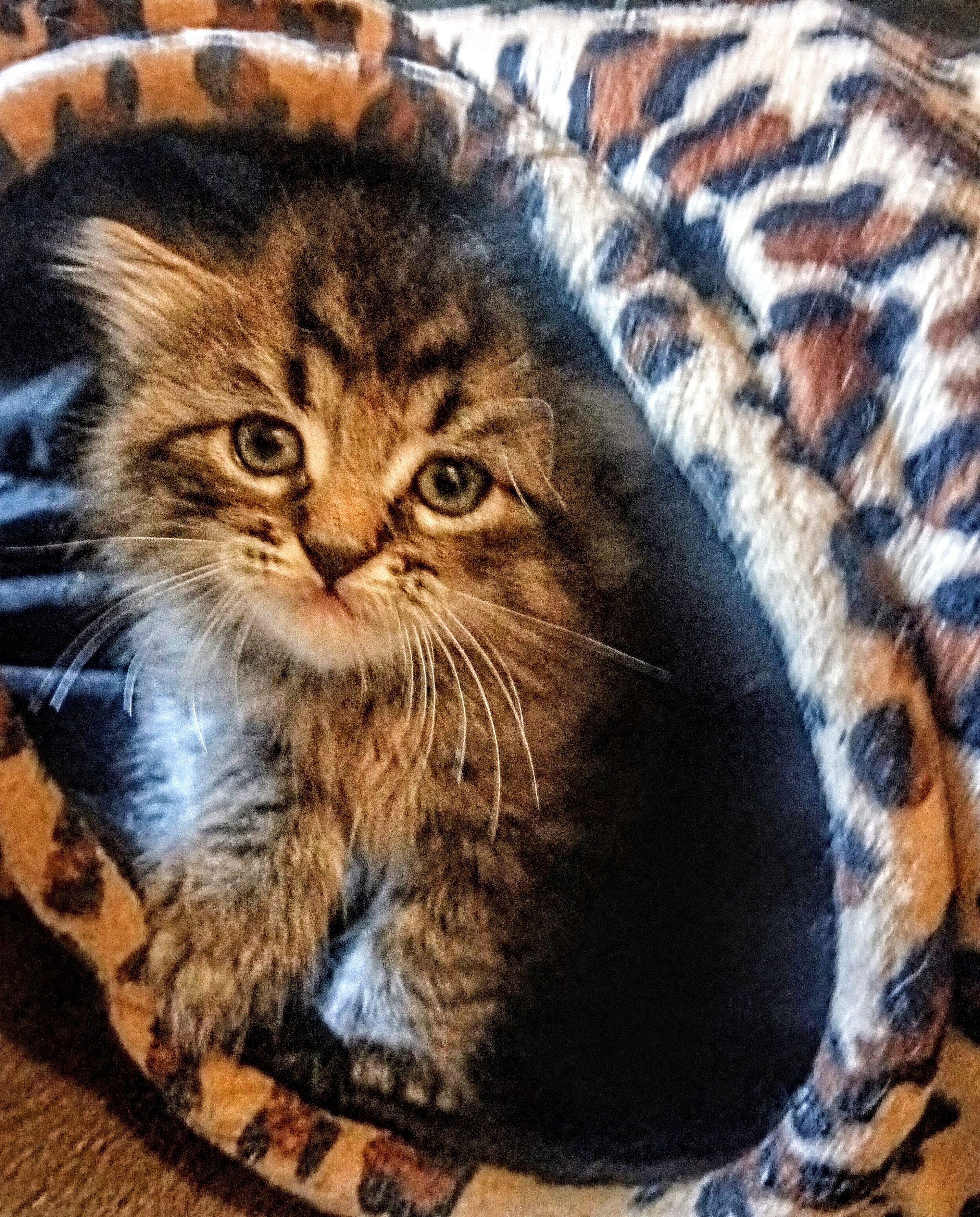 Cuddly Kittens image 7