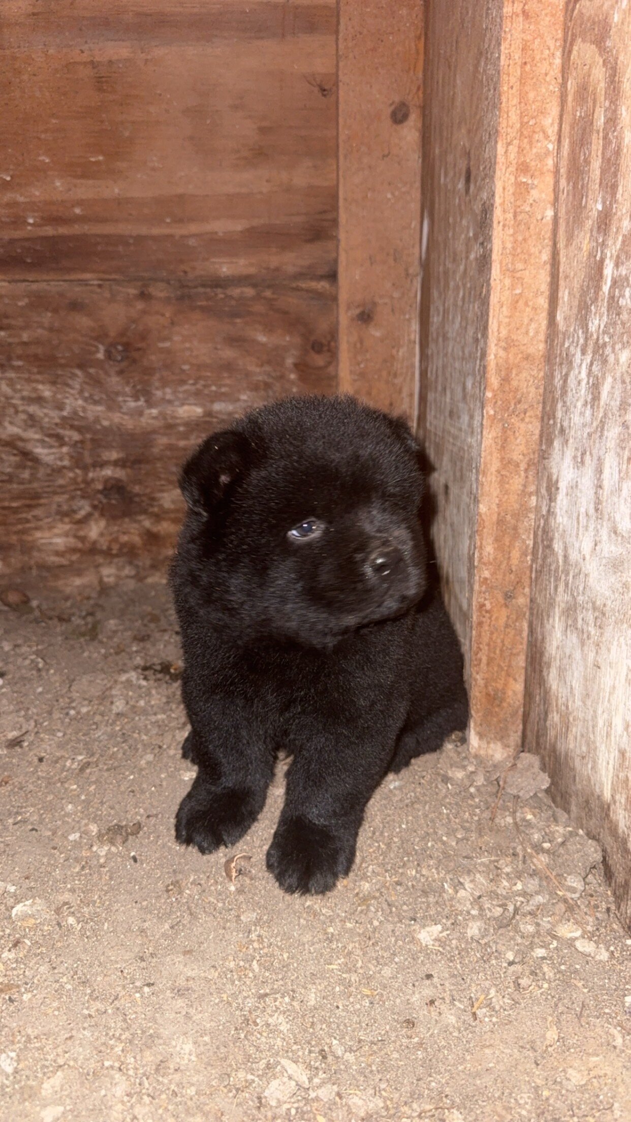 Chow Puppies image 2