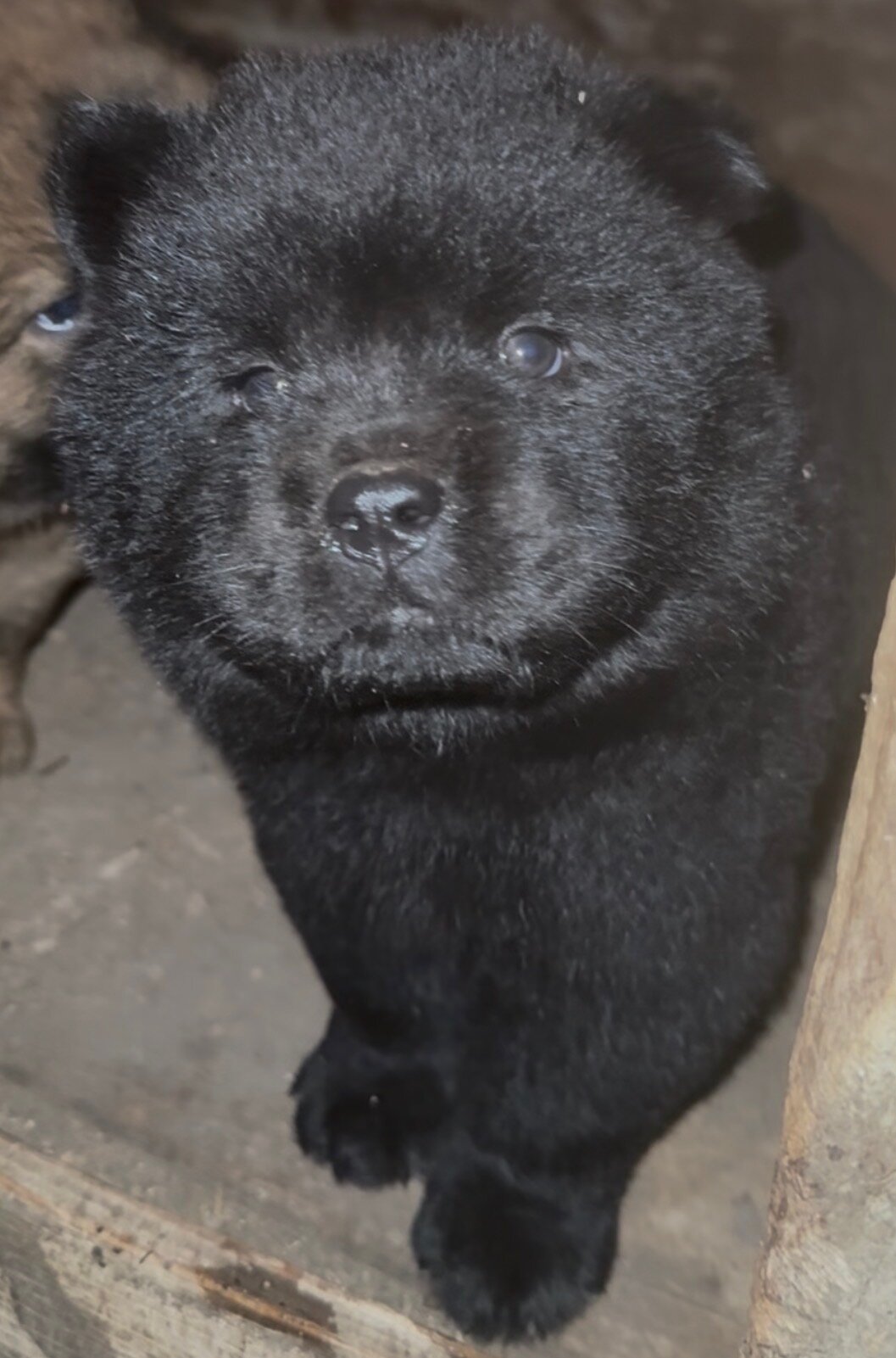 Chow Puppies image 1
